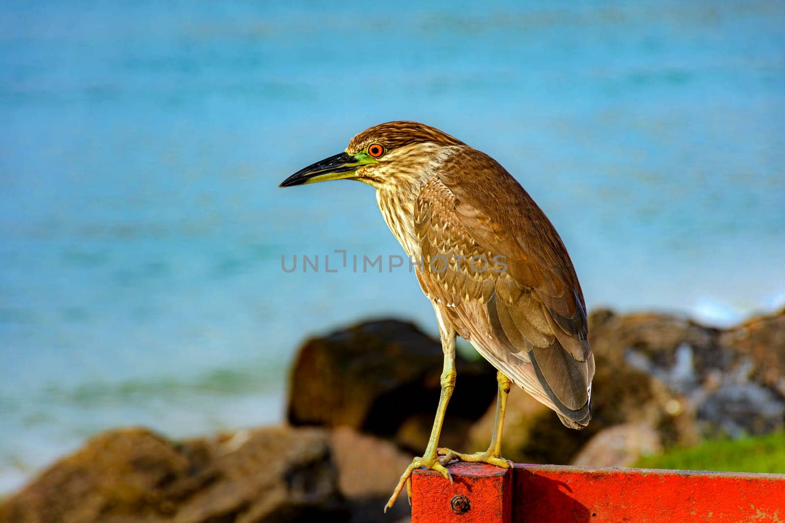 Bird perched on a fence at the edge of the beach in Barra da Tijuca in Rio de Janeiro