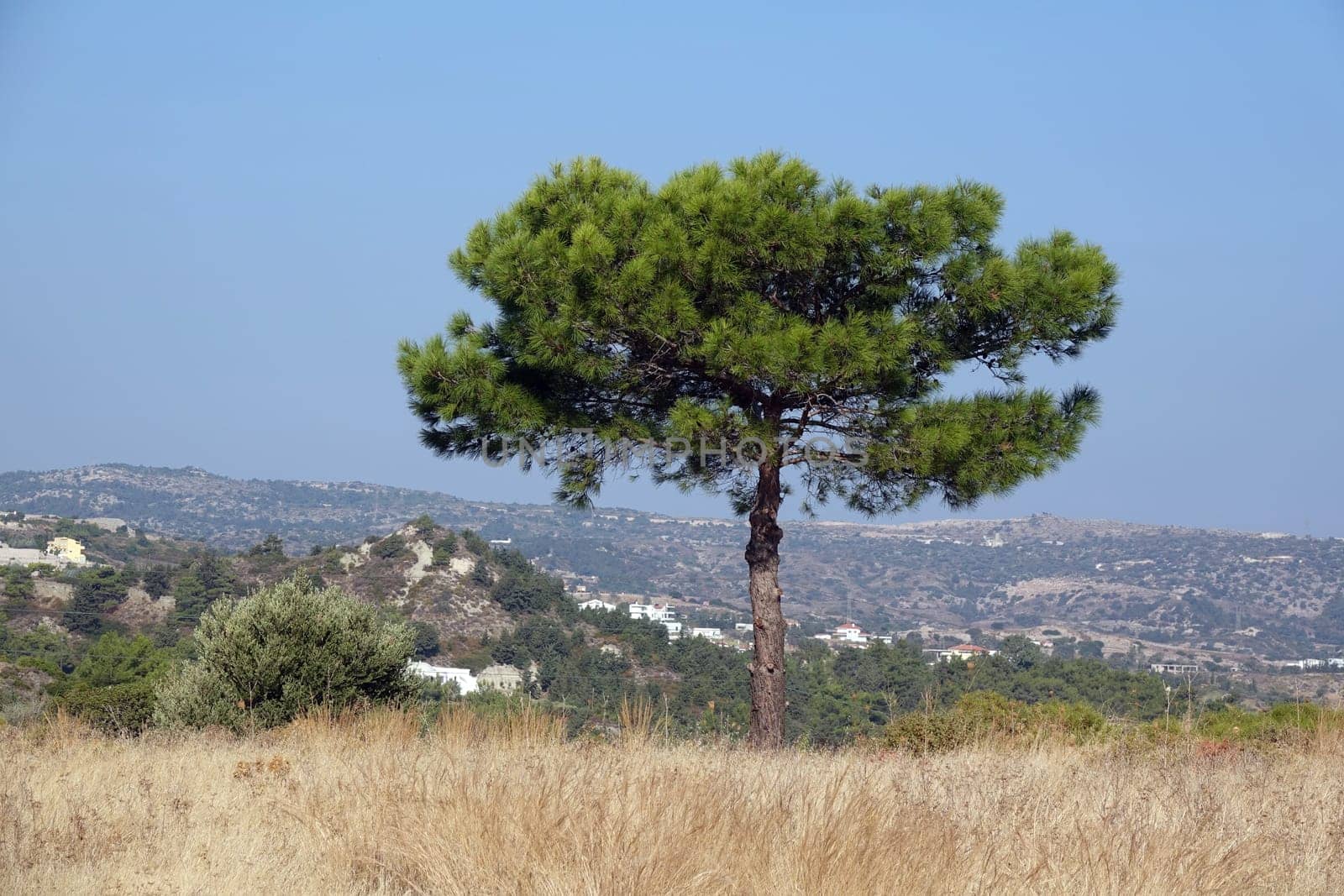 Pinie auf Rhodos