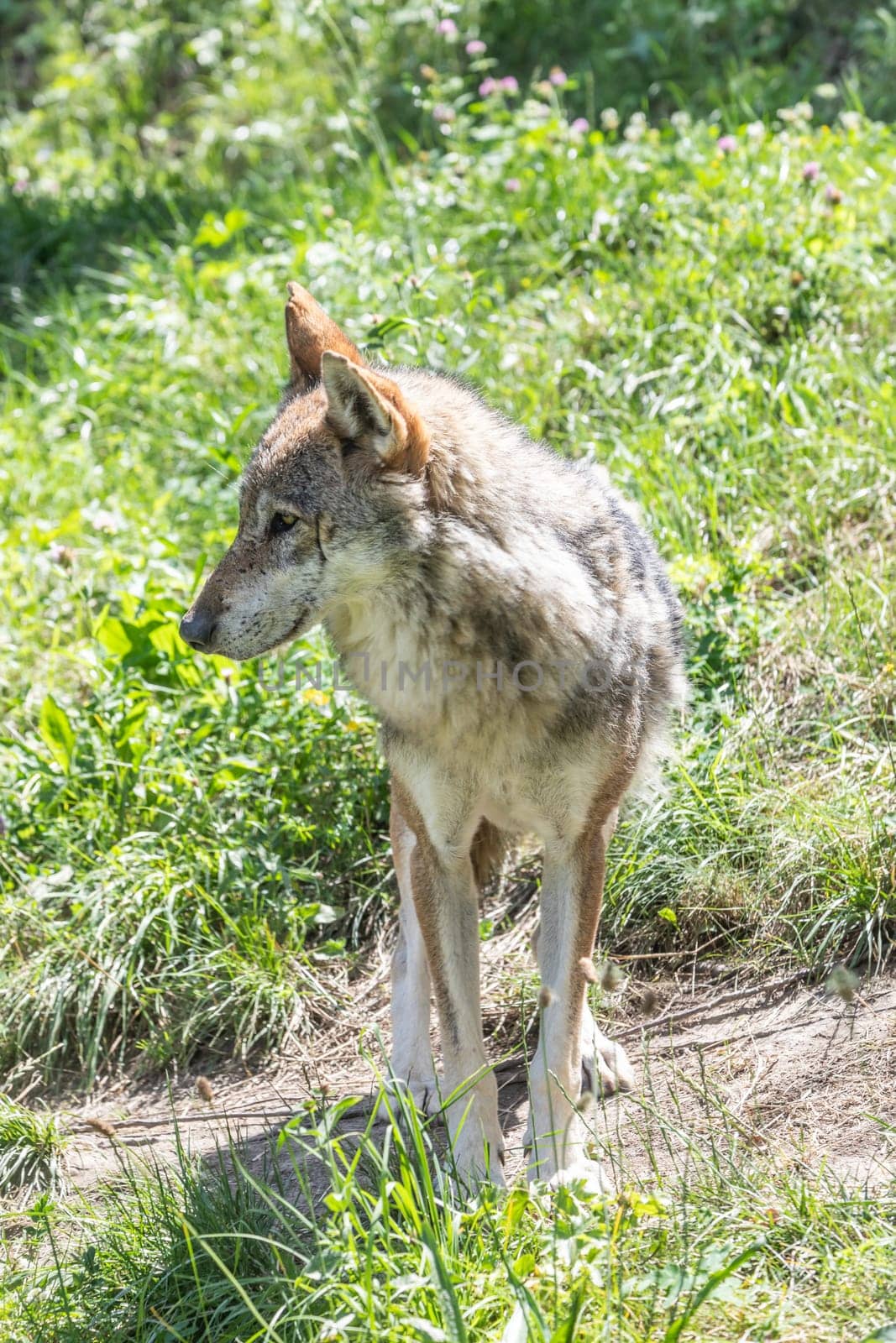 Wolf hunting in the forest, Italian Alps. Canis Lupus, free in the wild nature.