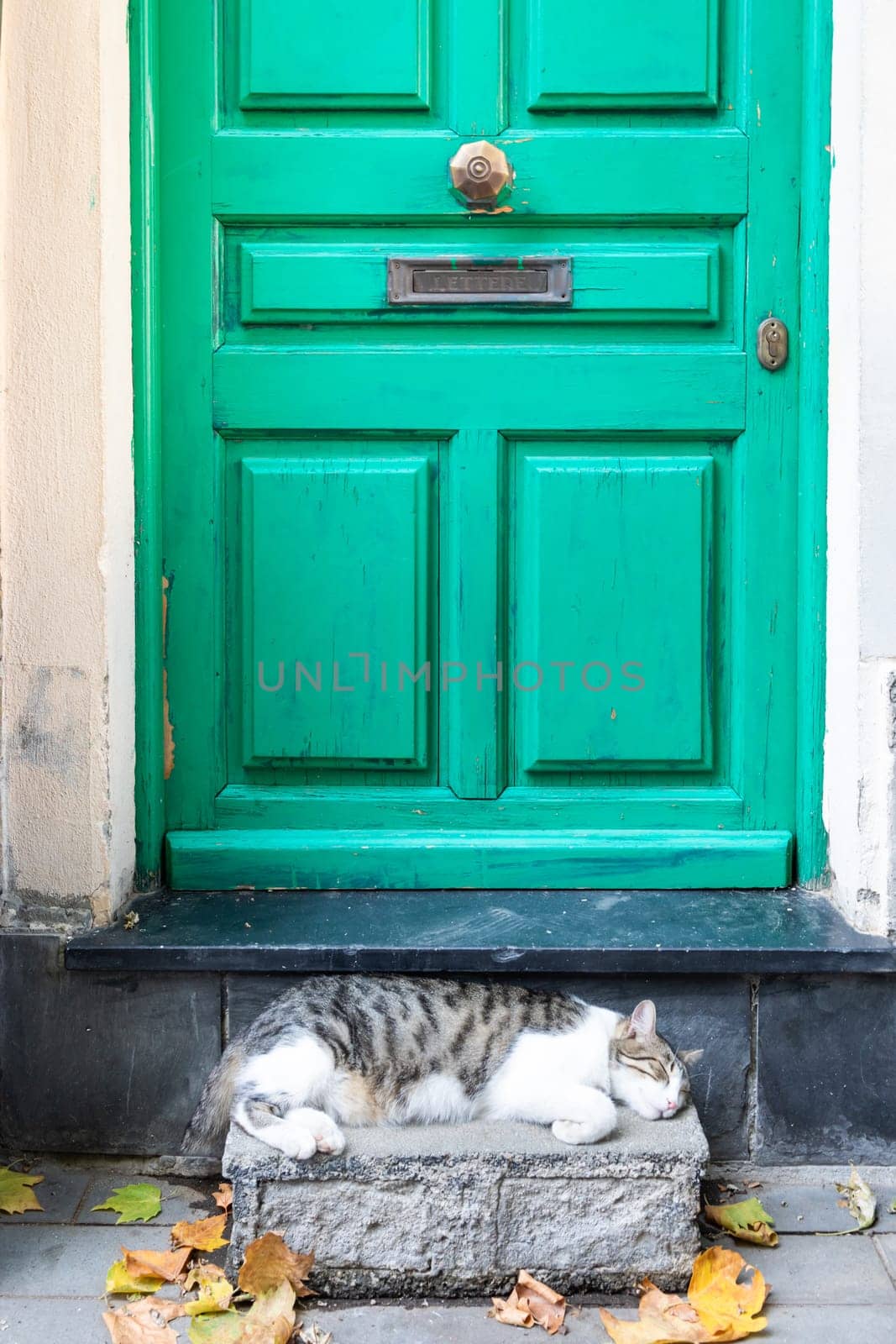 Tired sleeping cat lying in front of home door in Italy