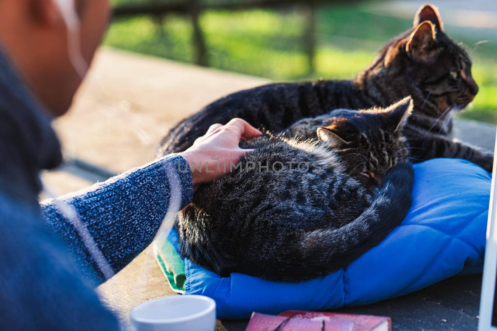 Digital nomad petting two cats lounging on a cozy pillow, working outdoors with a laptop, notebook, and steaming cup of coffee, enjoying a peaceful moment in nature