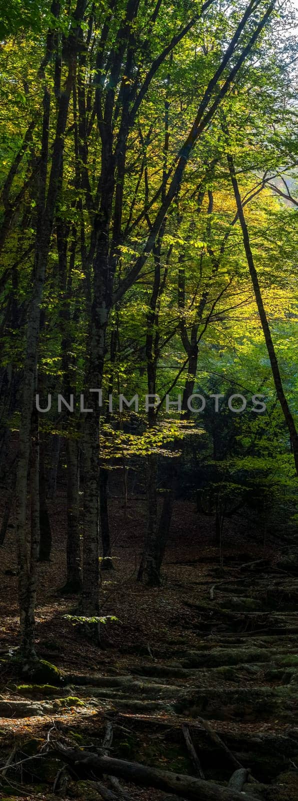 Autumn forest in the mountains of Crimea, autumn nature in the forest.