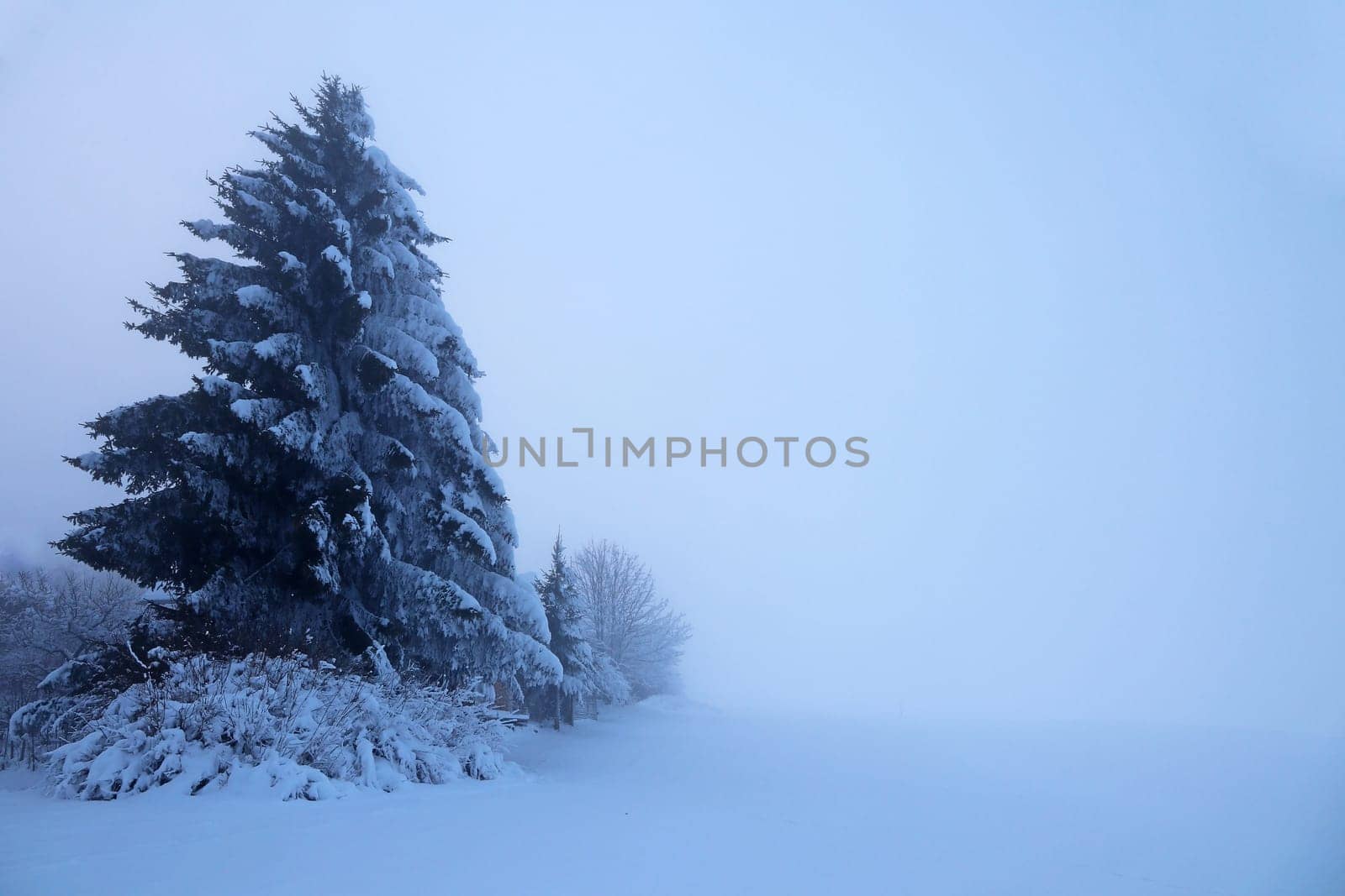 Icy cold dense fog in winter with trees in the snow