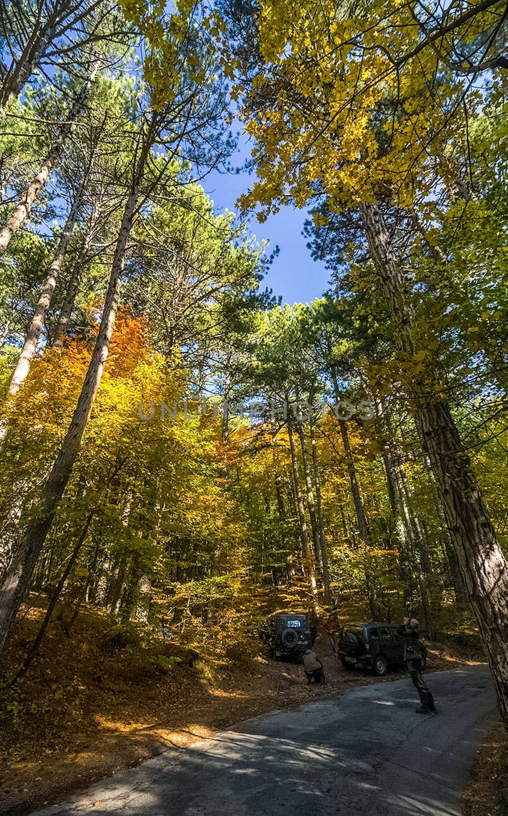 Beautiful autumn forest in the mountains of Crimea. A leaffall in the woods.