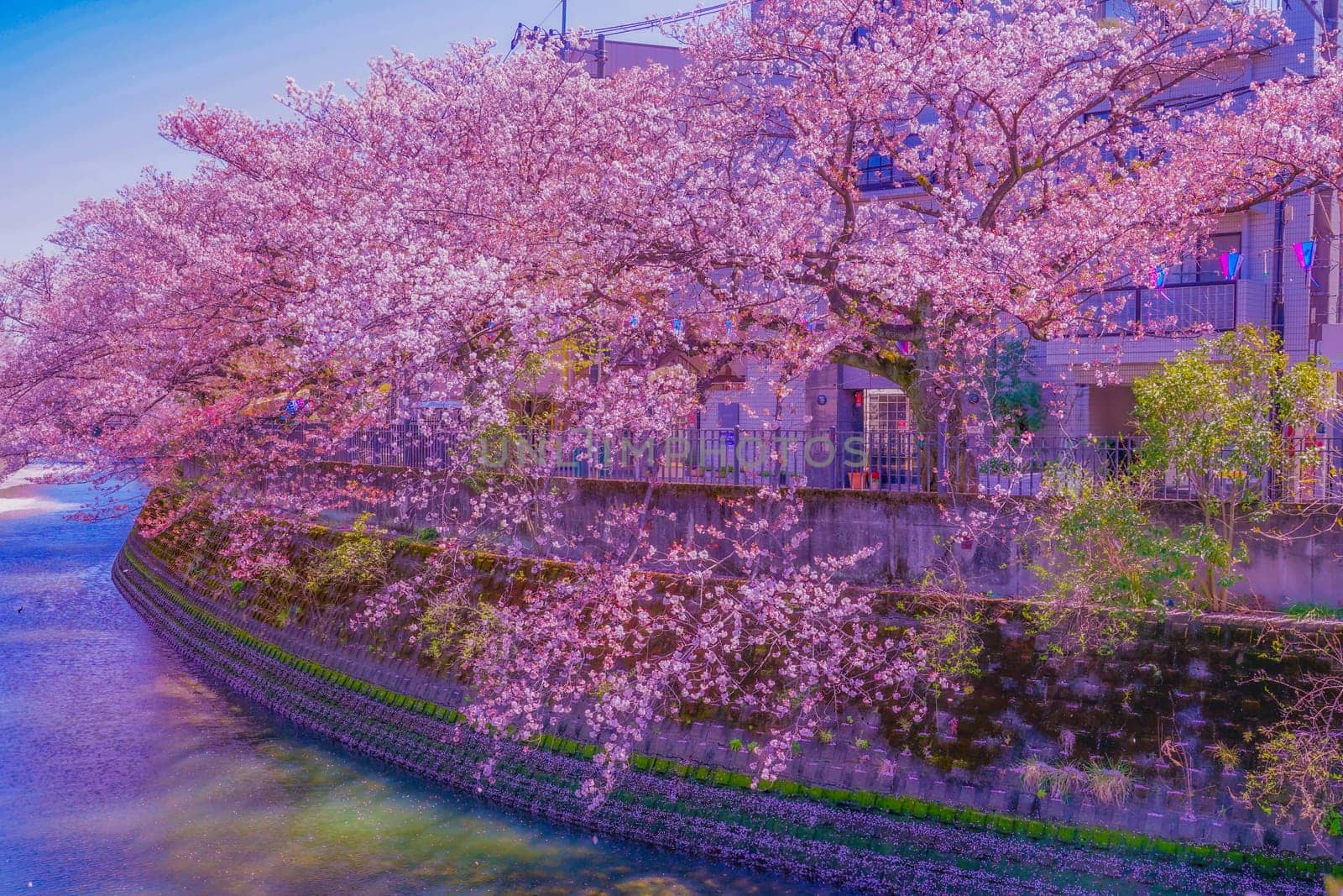 Cherry blossoms at Ookagawa Promenade. Shooting Location: Minami Ward, Yokohama City