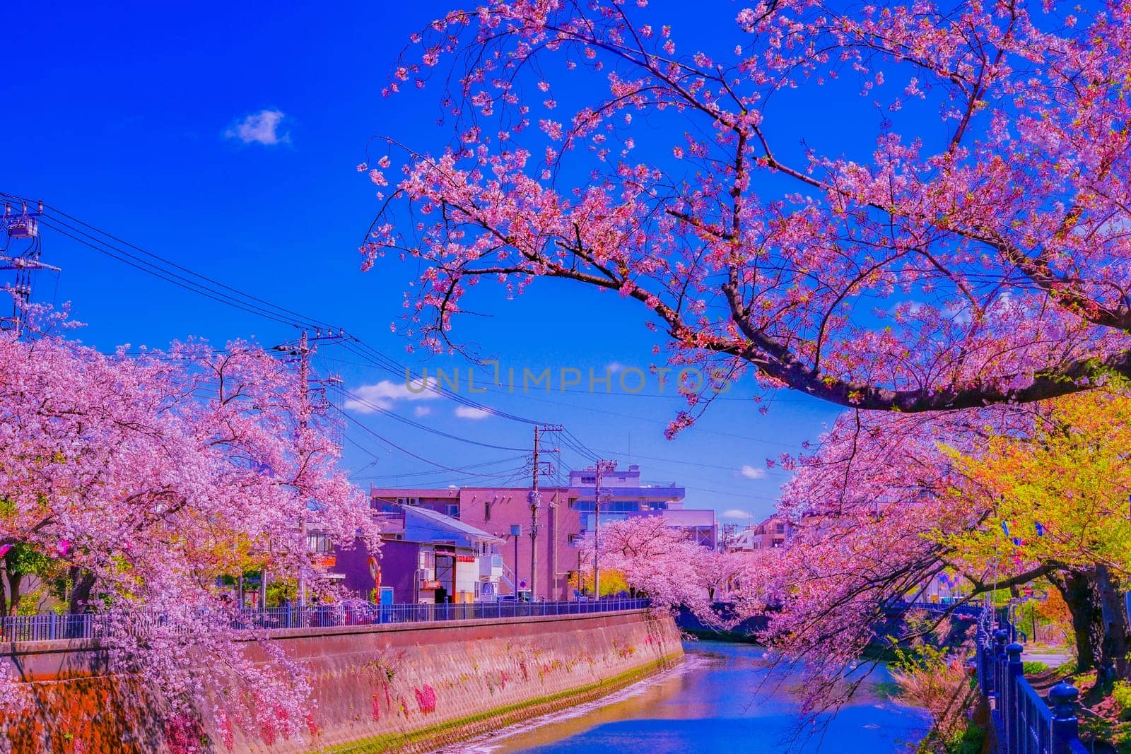 Scenery of cherry blossoms and blue sky. Shooting Location: Minami Ward, Yokohama City