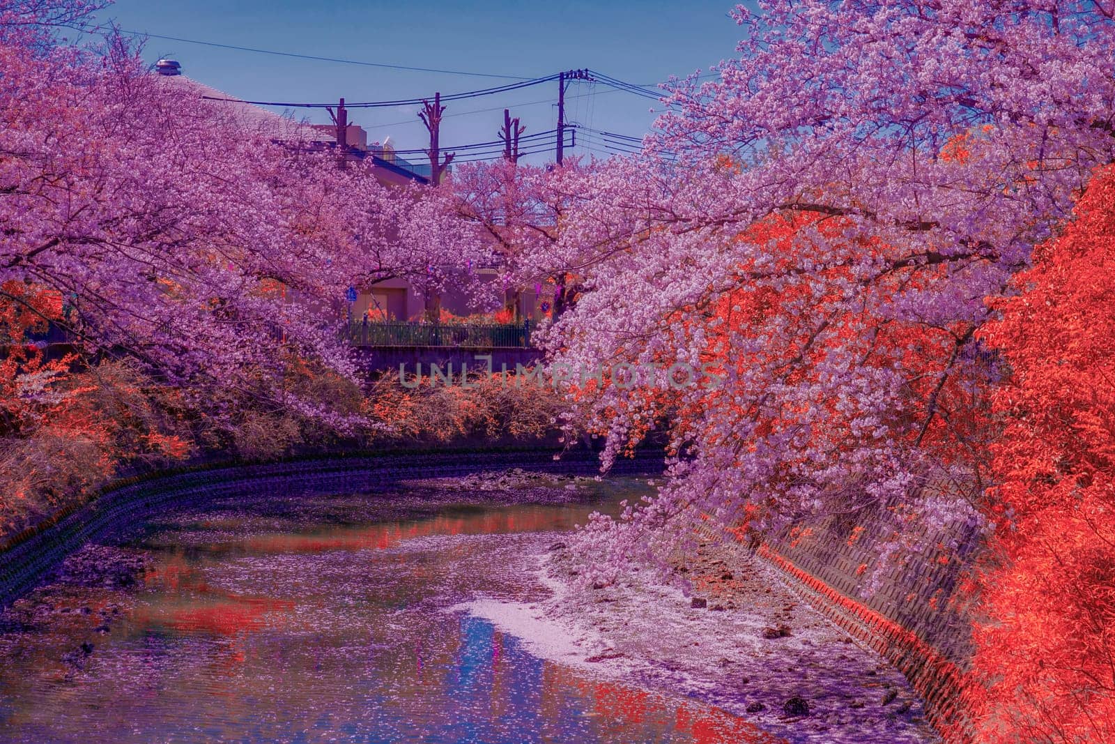 Cherry blossom trees and river scenery. Shooting Location: Minami Ward, Yokohama City