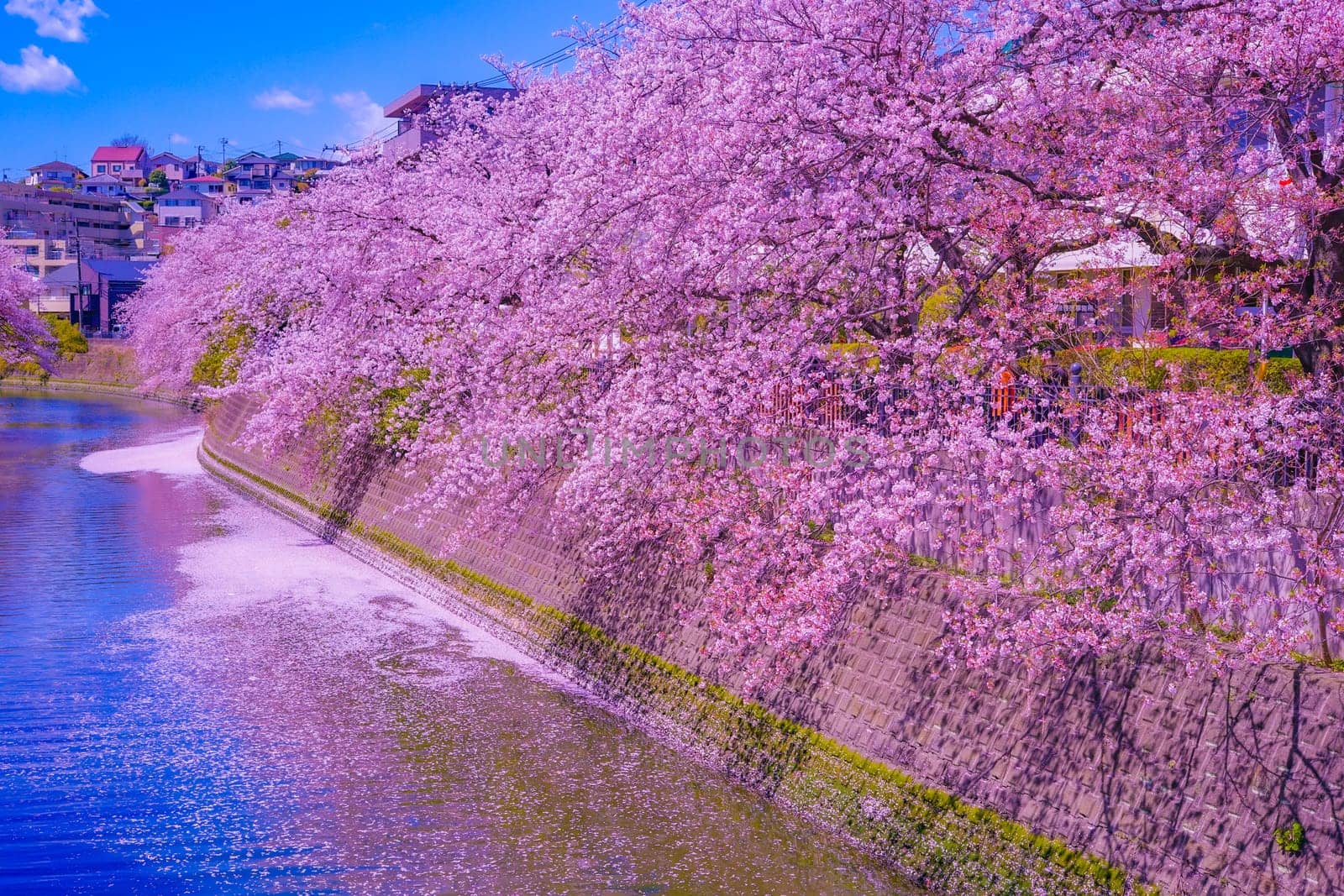 River and cherry blossoms in full bloom. Shooting Location: Minami Ward, Yokohama City