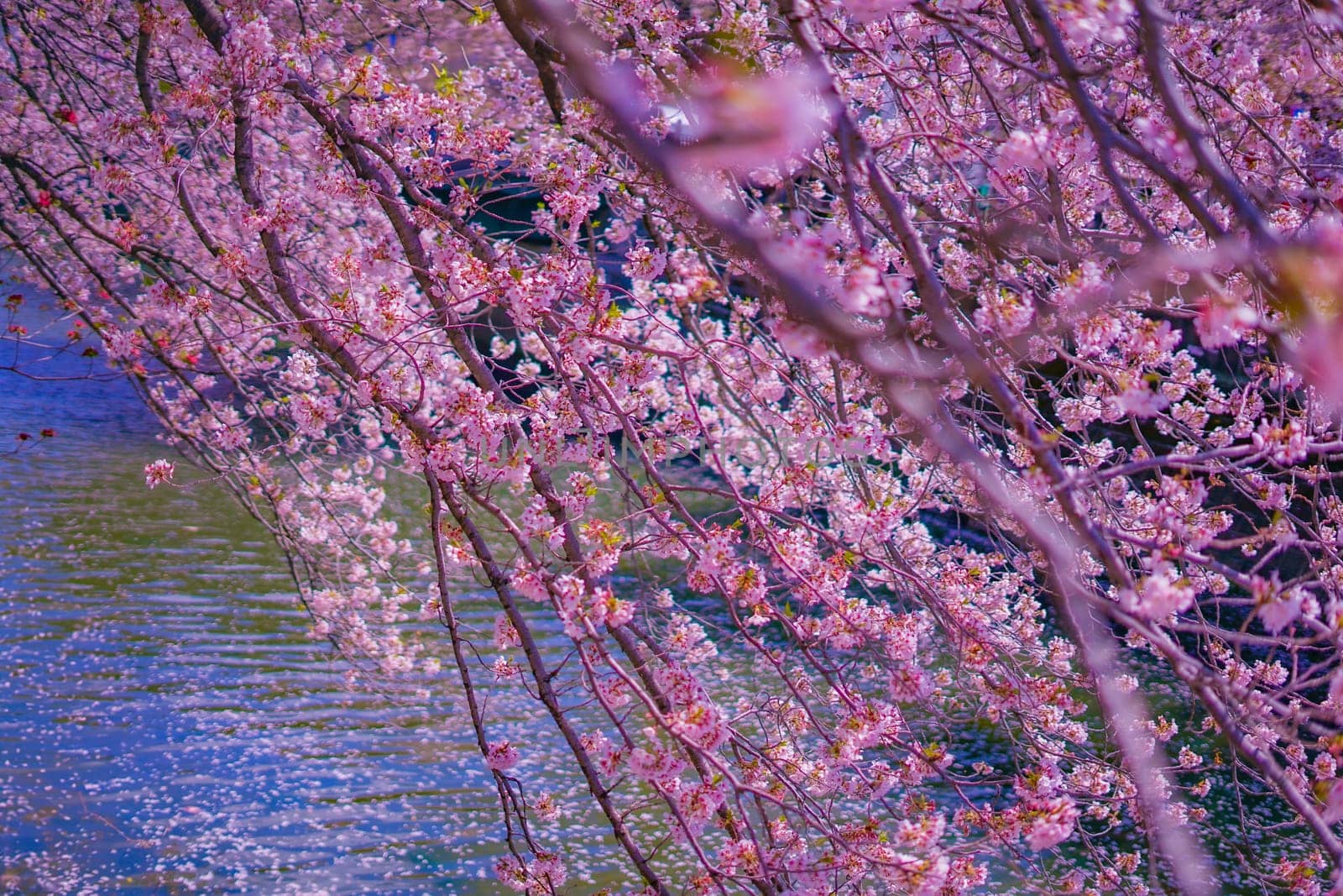 Cherry blossoms in full bloom along the river. Shooting Location: Minami Ward, Yokohama City