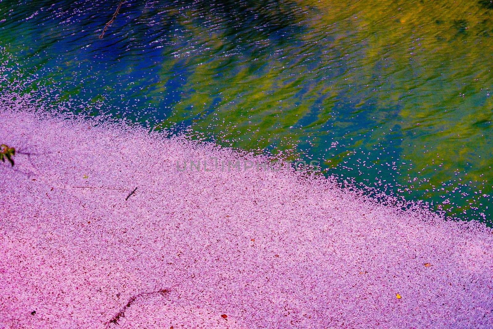Waterside scenery with floating petals. Shooting Location: Minami Ward, Yokohama City