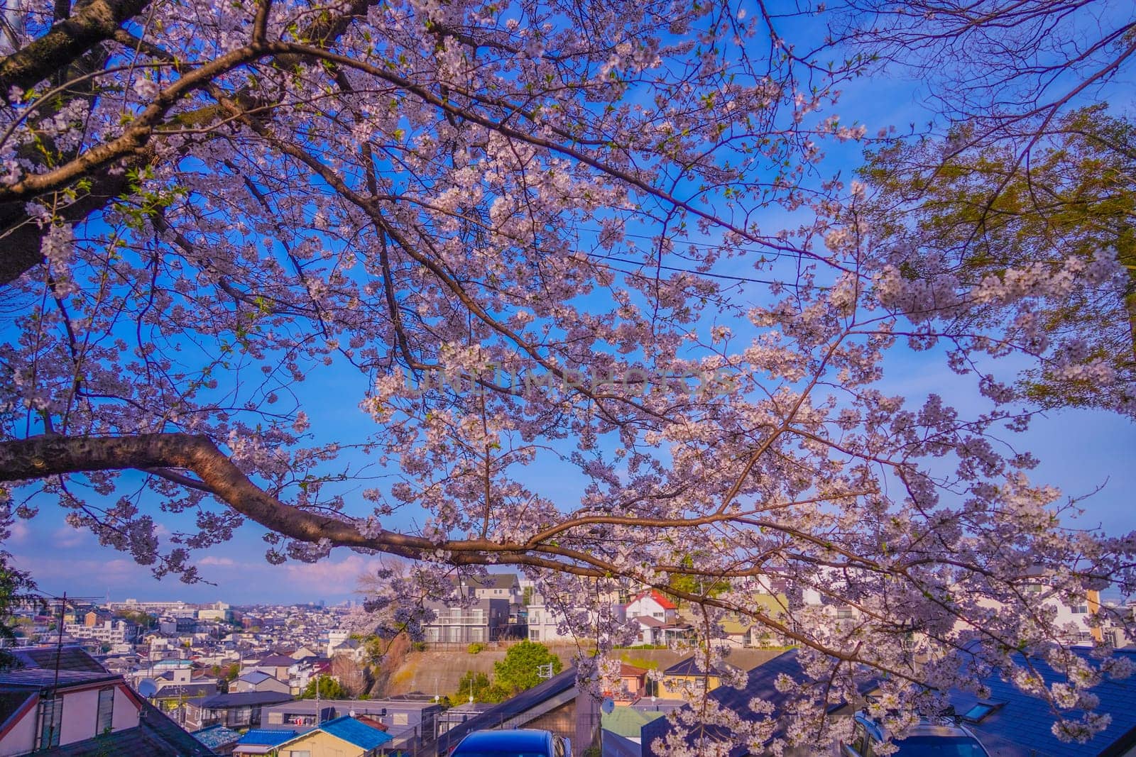 Cityscape through cherry blossoms. Shooting Location: Kanagawa Ward, Yokohama City
