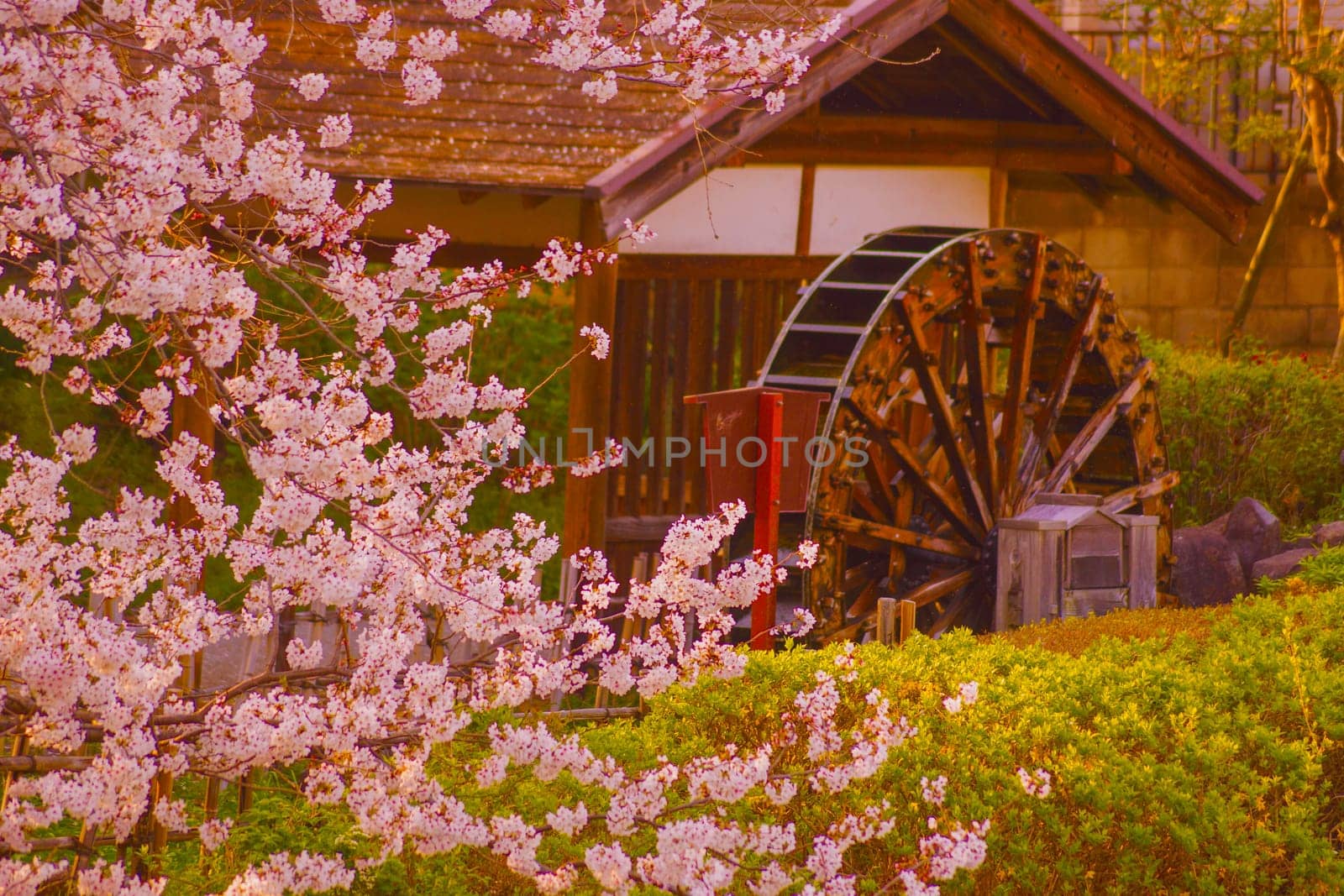 Scenery of cherry blossoms and waterwheel. Shooting Location: Chofu City, Tokyo