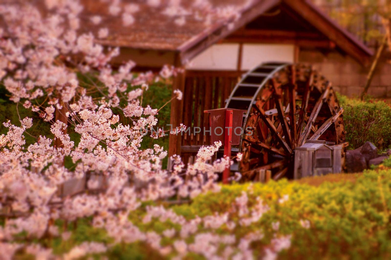Scenery of cherry blossoms and waterwheel. Shooting Location: Chofu City, Tokyo