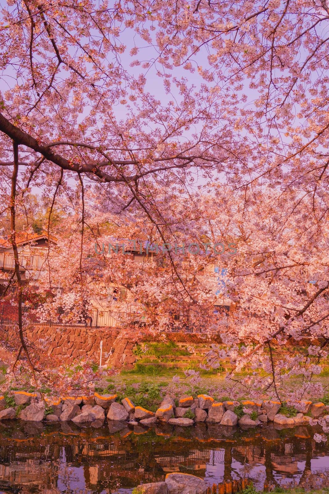 Nogawa in full bloom of cherry blossoms. Shooting Location: Chofu City, Tokyo