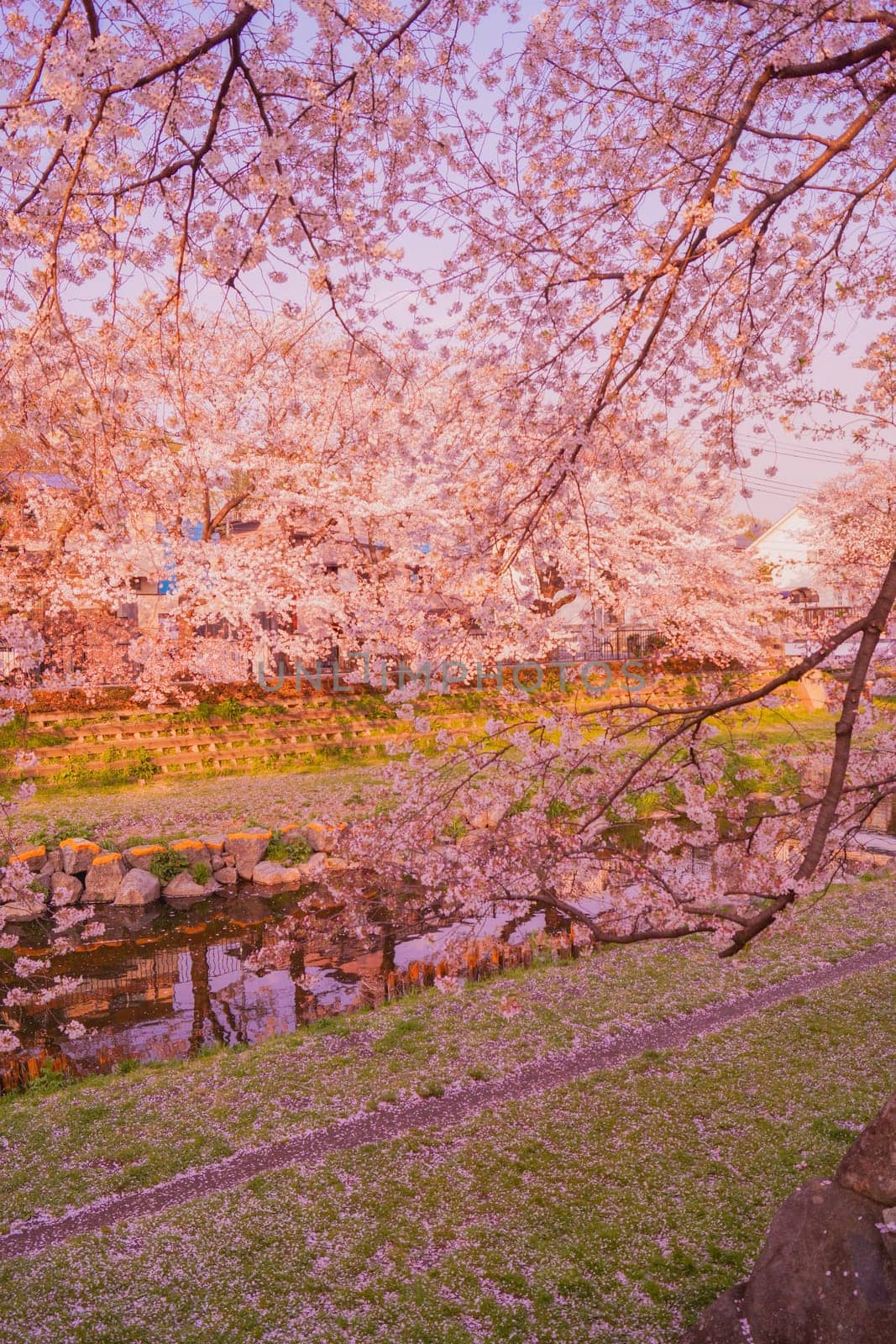 Cherry blossoms in full bloom and blue sky (Nogawa). Shooting Location: Chofu City, Tokyo
