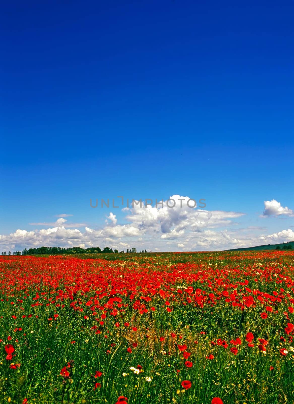 Blooming poppy field