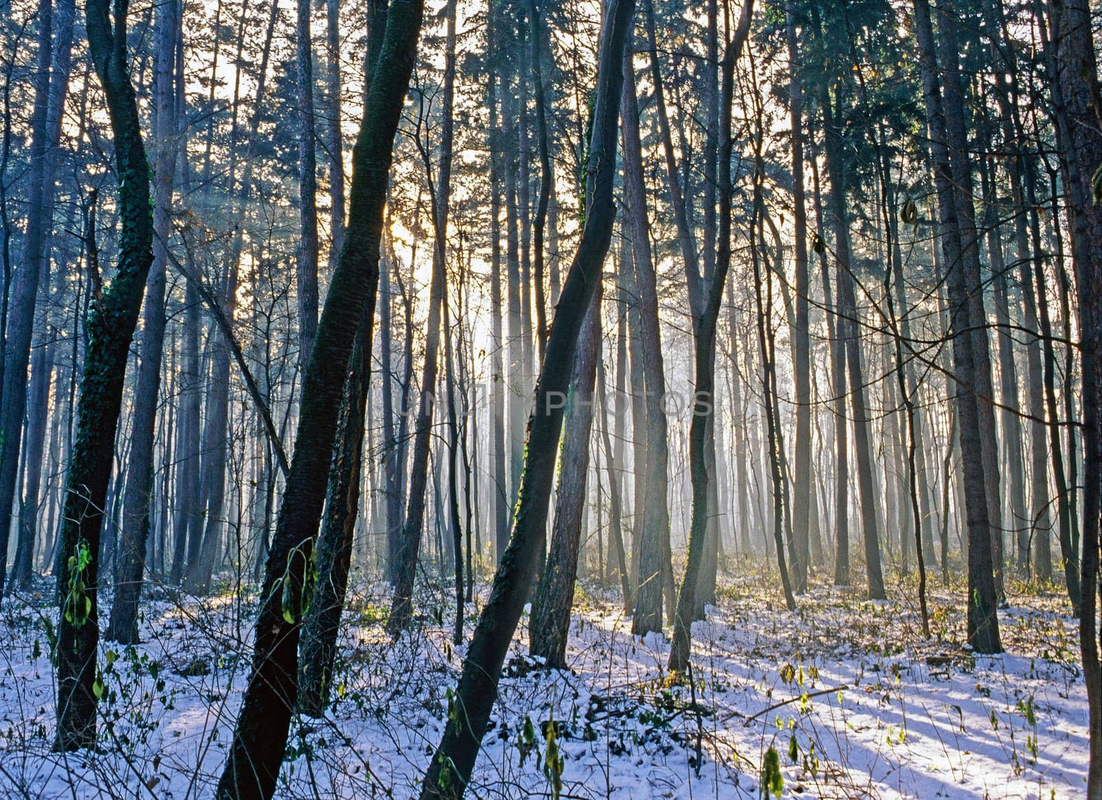 Forest in winter with sun rays