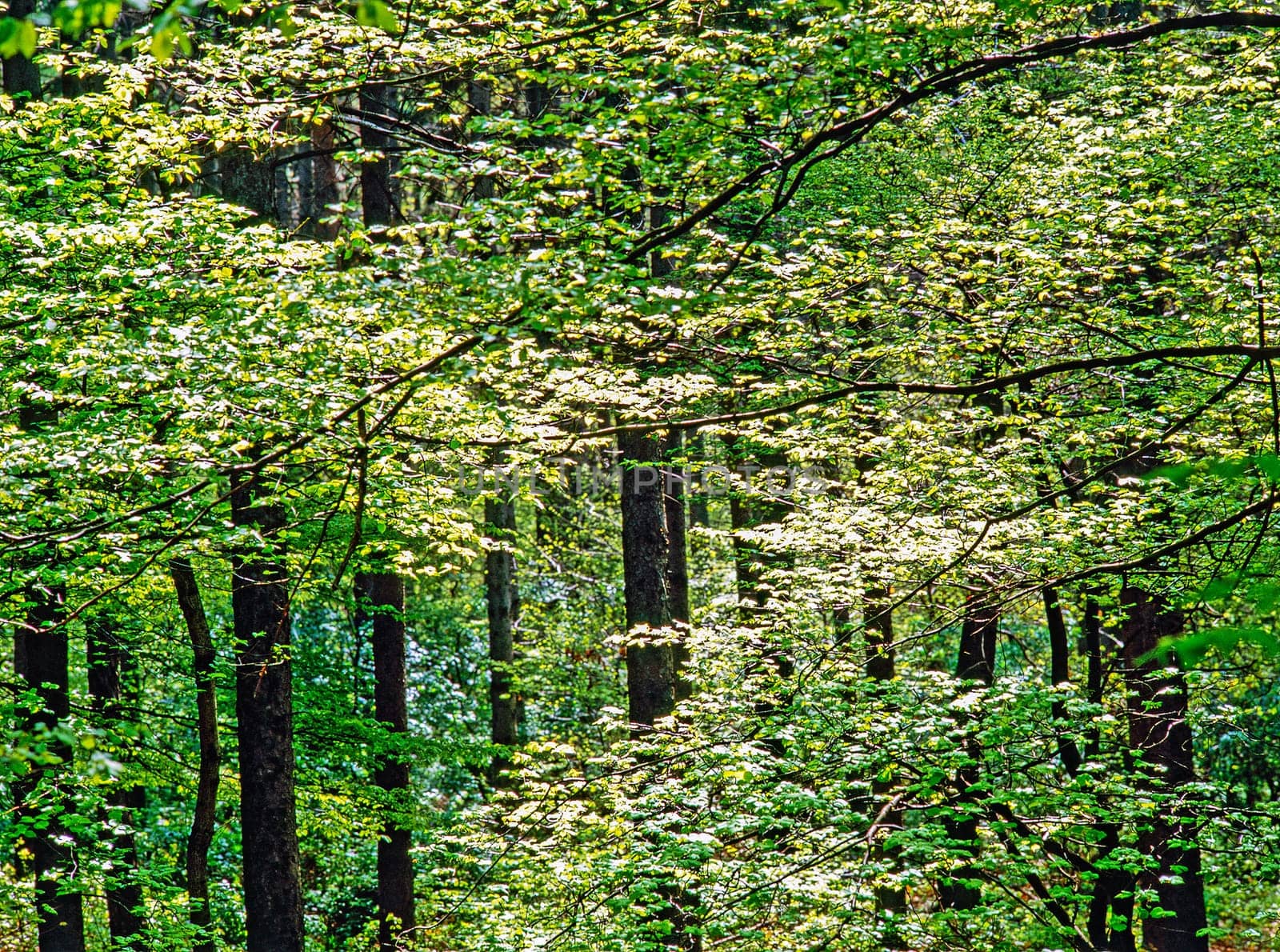 Spring in Forest