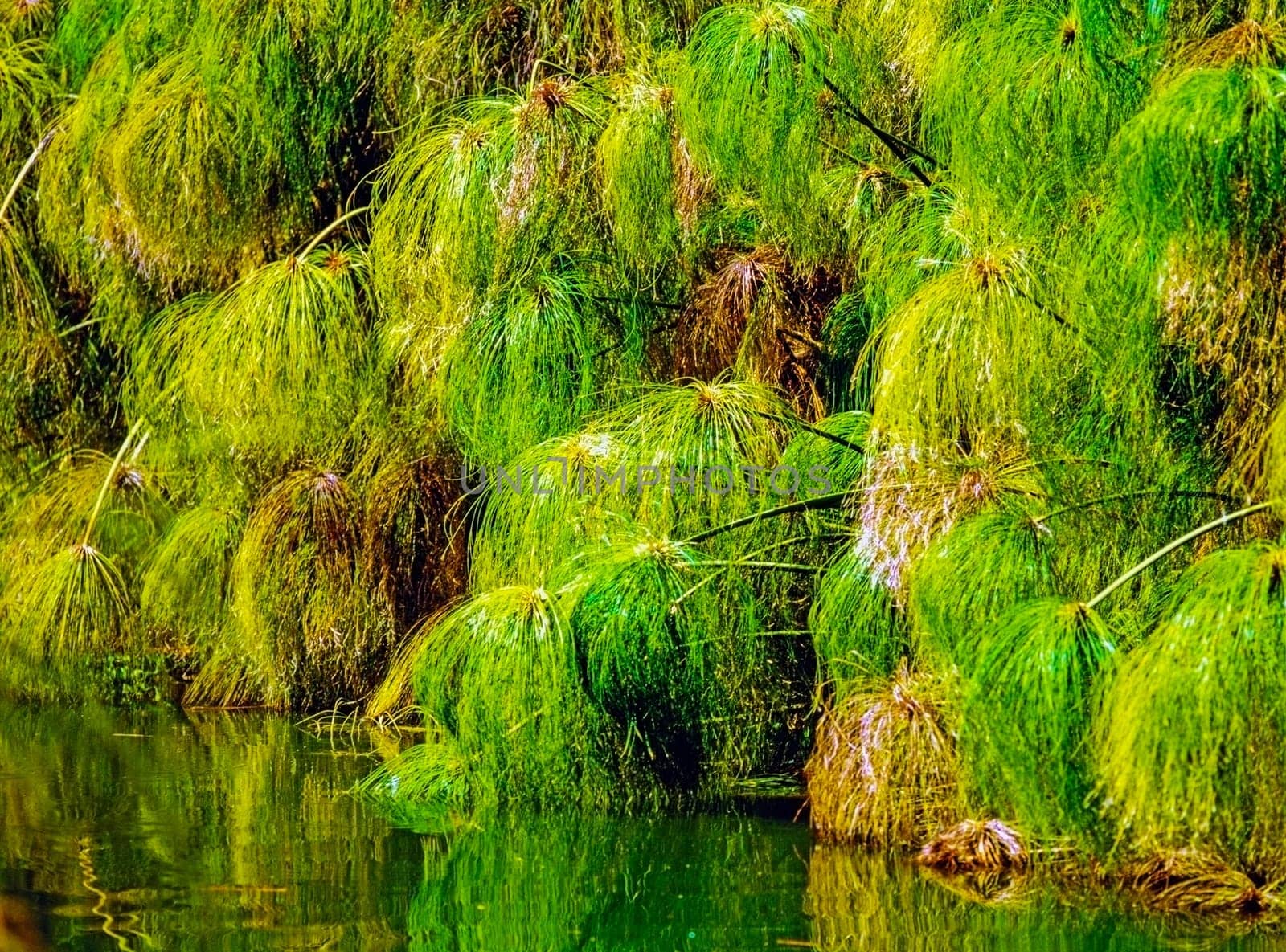 Papyrus plant by river in Egypt