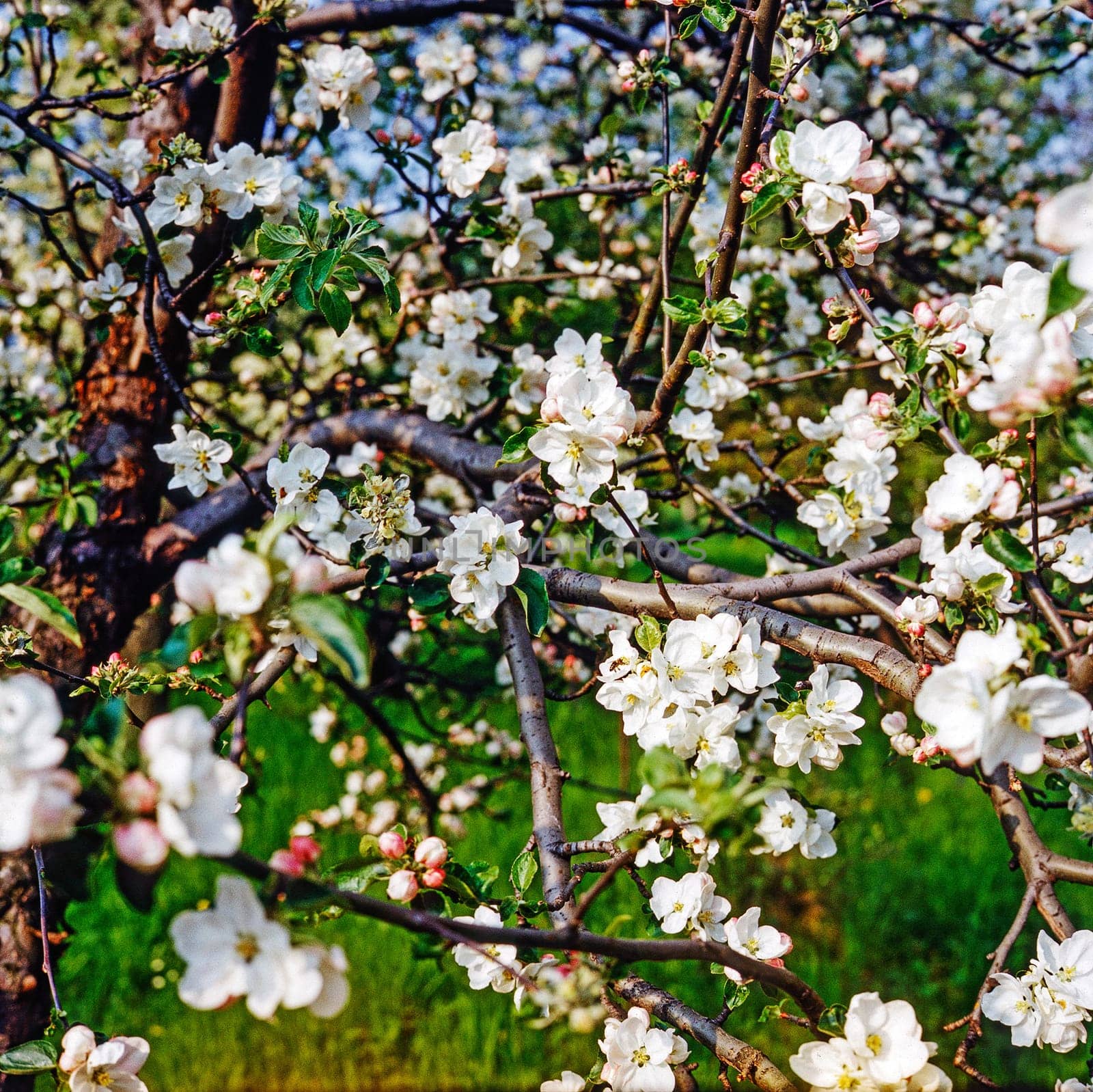 Blooming apple tree in the garden