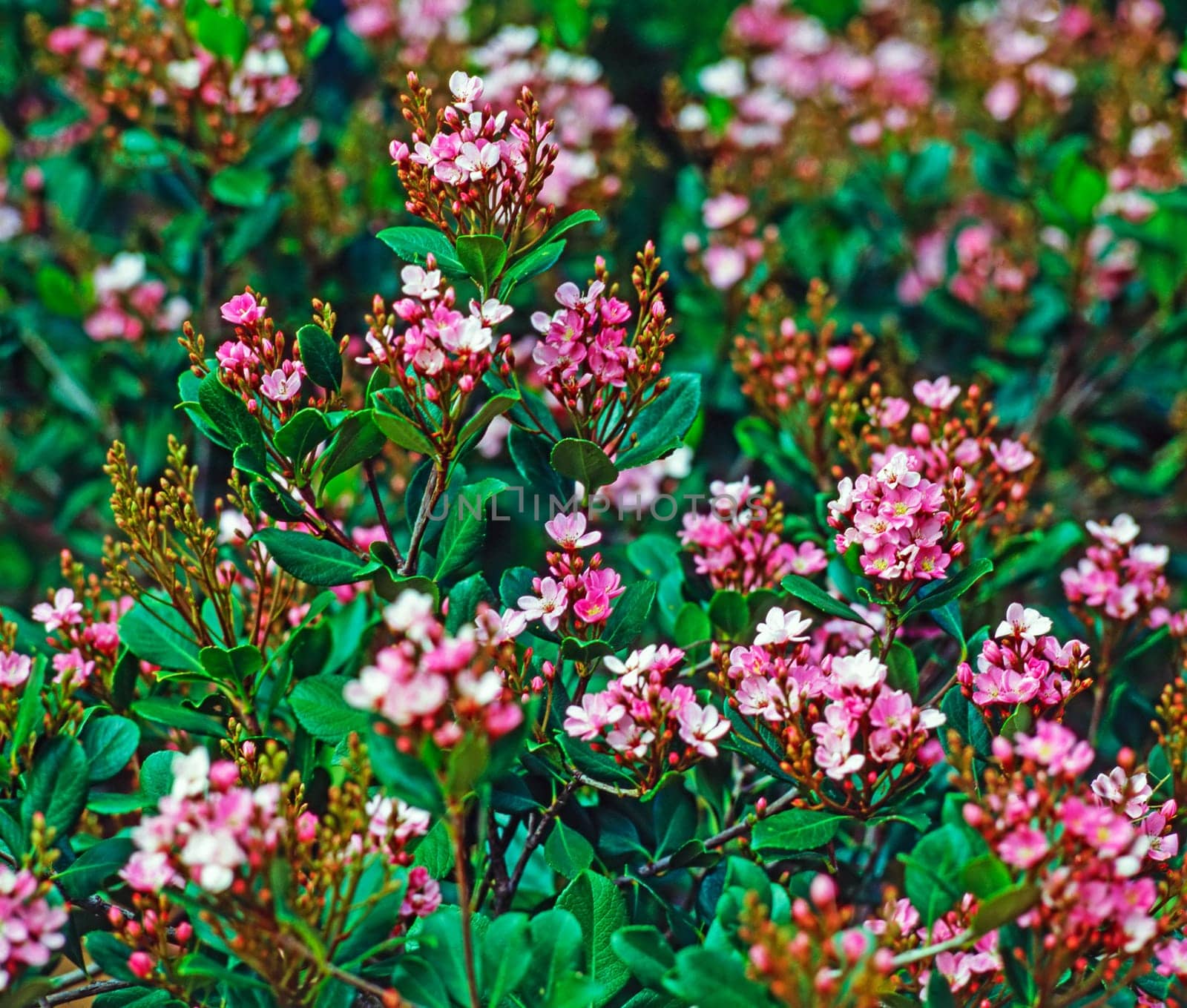 Rhododendron