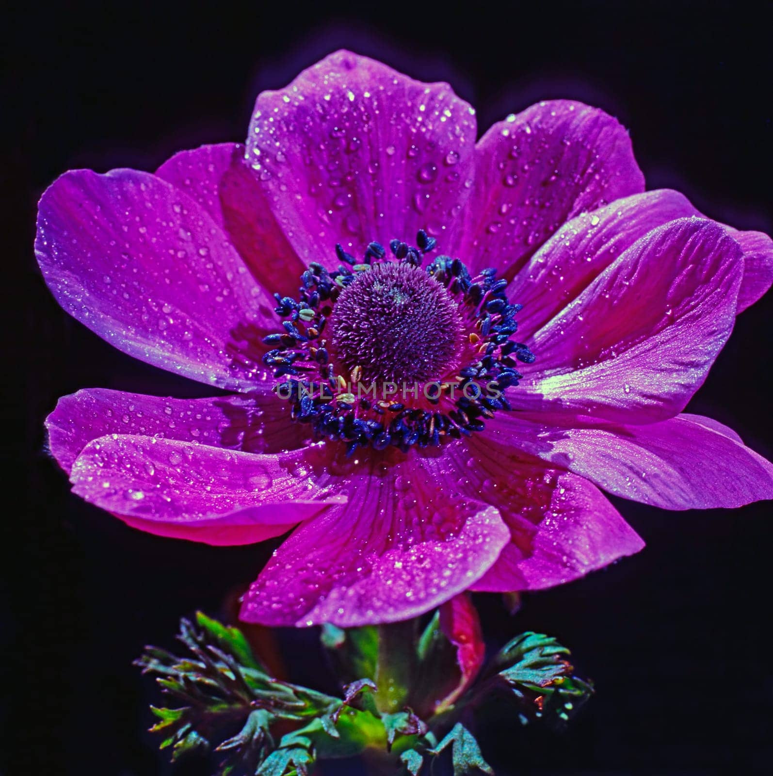 Close up of a Anemone