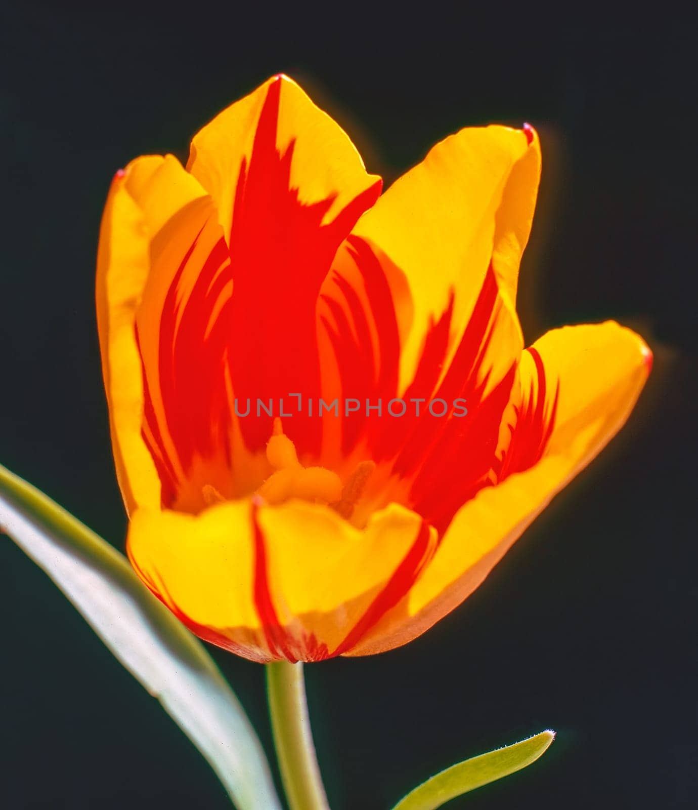 Close up of a Red and Yellow Tulip