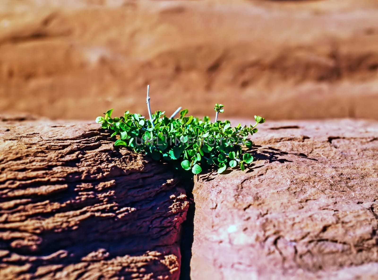 Plant growing on desert rock