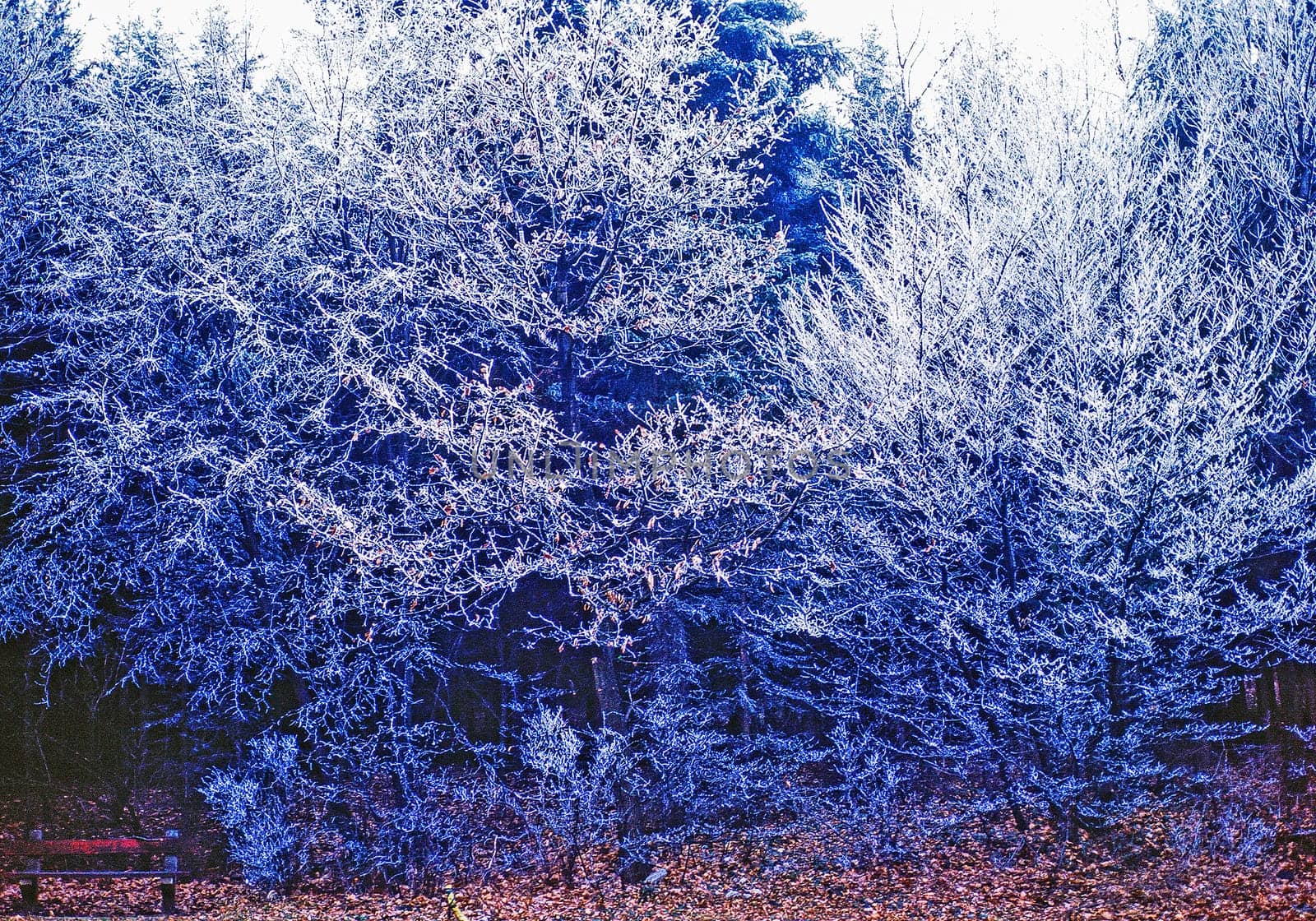 Frost in Forest