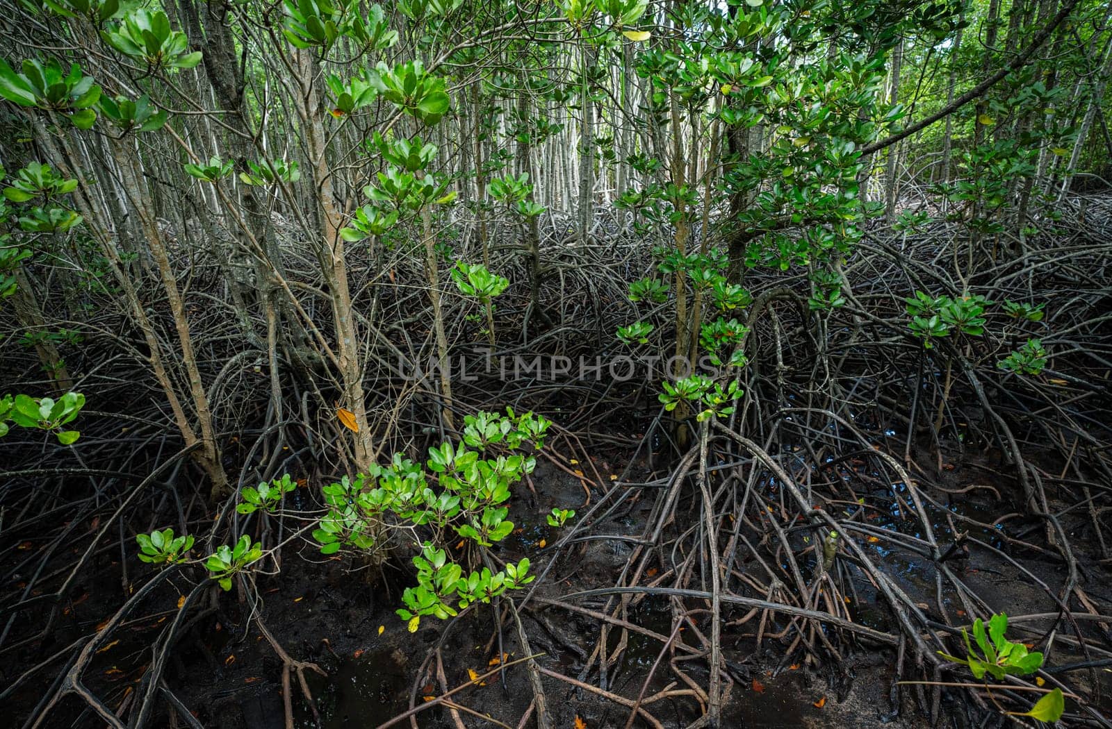 Lush mangrove forest with complex root system in coastal swamp. Wetland habitat filtering water and supporting rich biodiversity. Efficient natural carbon capture mechanism mitigating global warming.
