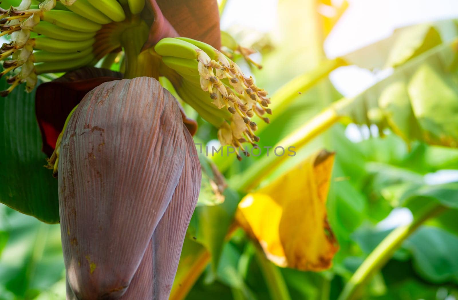 Banana blossom in a tropical garden. Sustainable plant-based raw material for vegan meat and fish alternatives. Banana flower with purple petals. Sustainable food source. Ecofriendly ingredient.