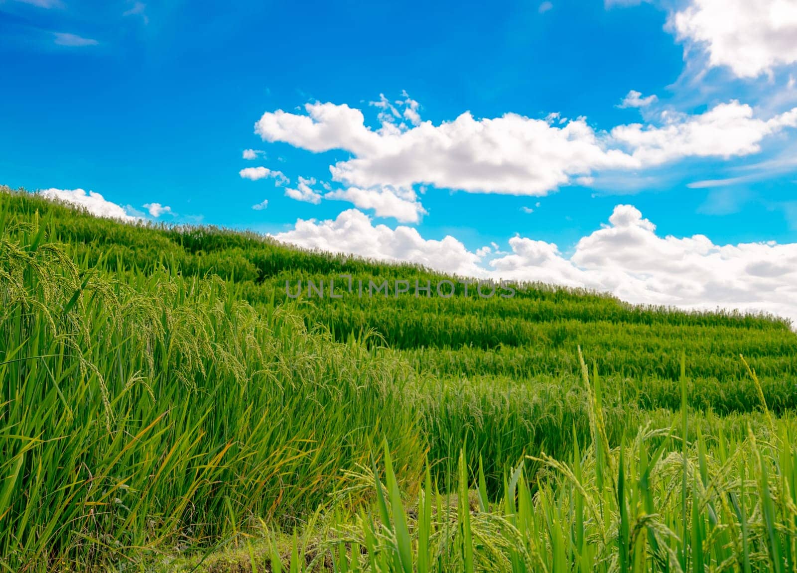 Landscape of green rice terrace with sunlight. Nature landscape. Green rice farm. Terraced rice fields. Travel destinations. Green environment. Organic rice farm. Green agricultural landscape.