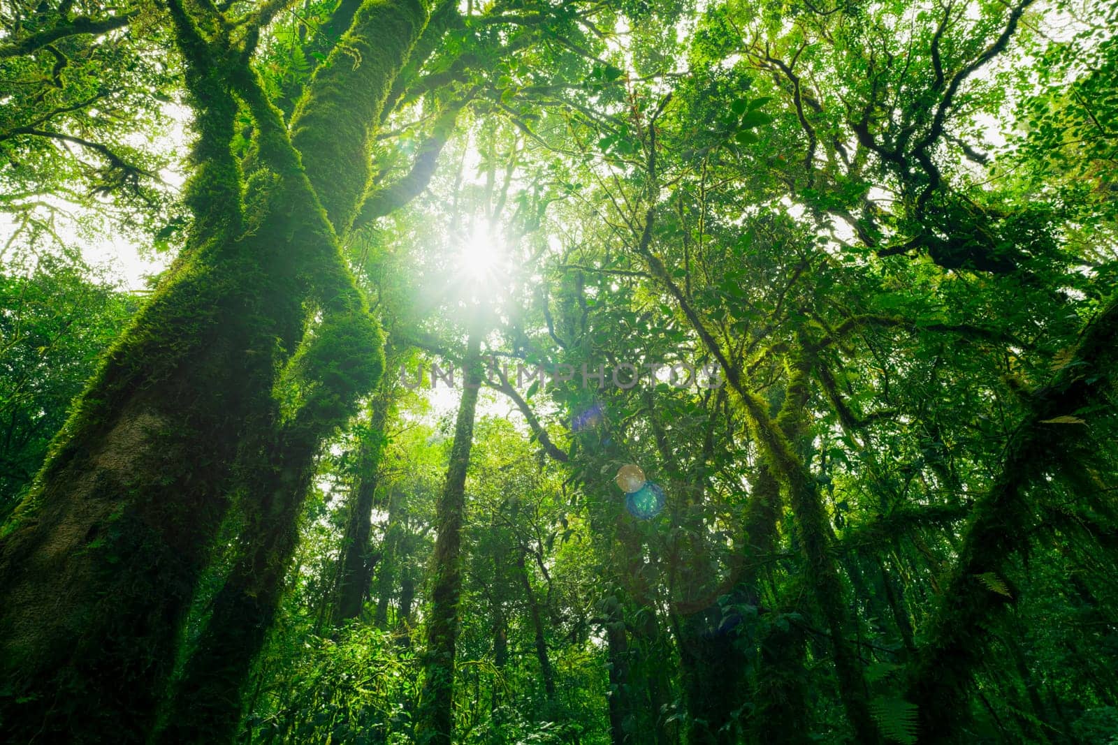 Looking up view of tree trunk to green leaves of tree in forest with sun light. Fresh environment in green woods. Forest tree on sunny day. Natural carbon capture. Sustainable conservation and ecology