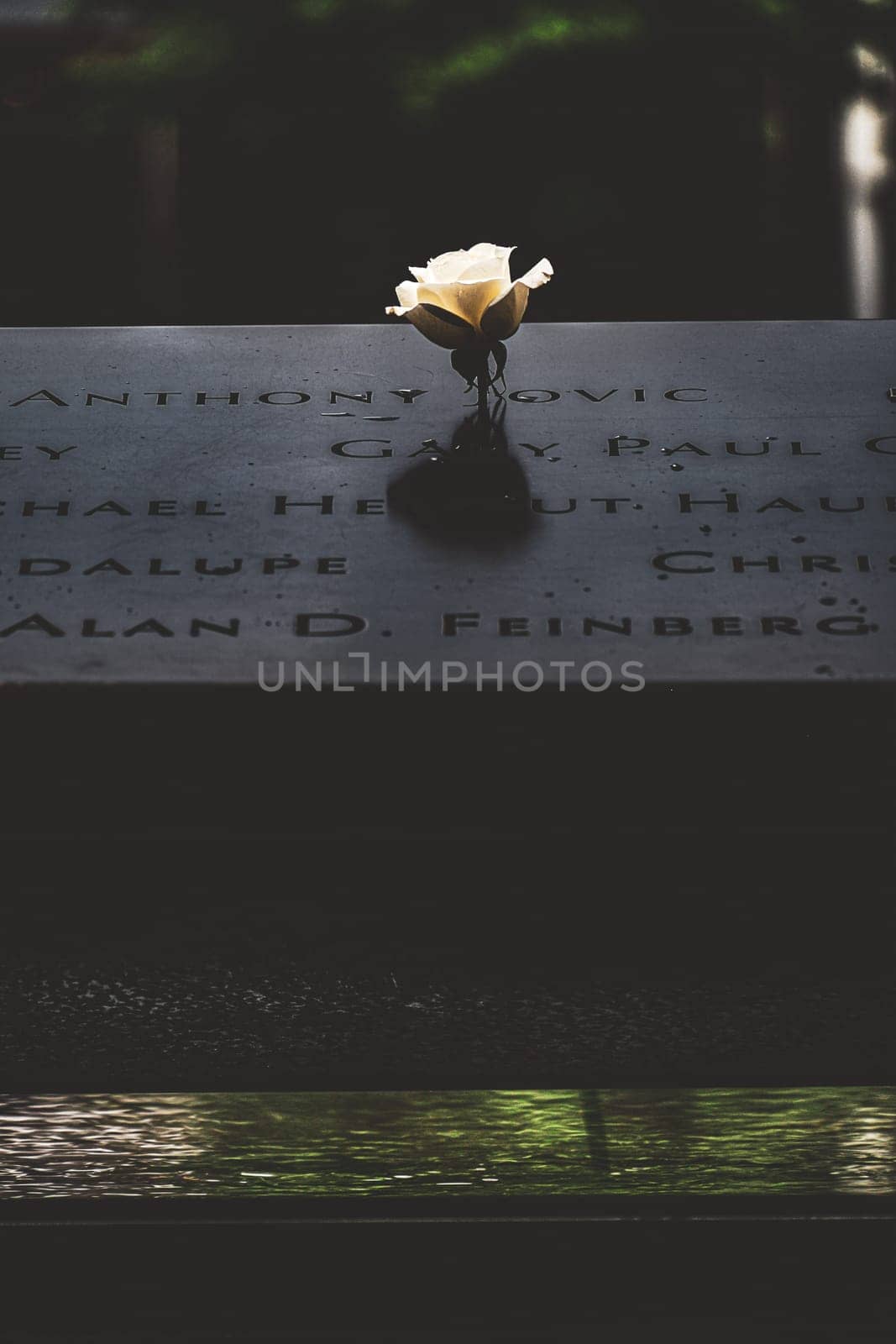new york and roses. Shooting Location: new york, manhattan