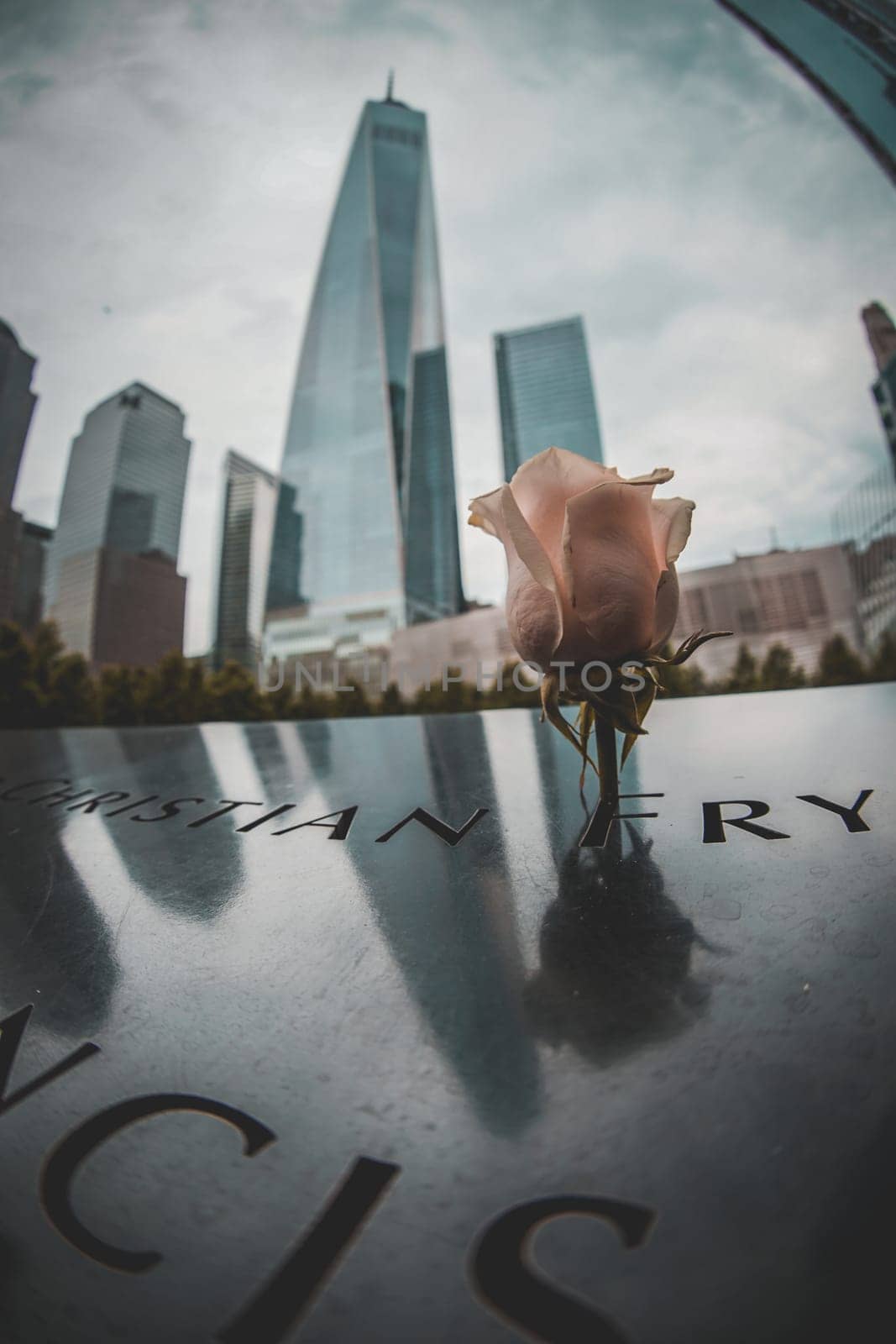 Ground zero memorial rose. Shooting Location: new york, manhattan