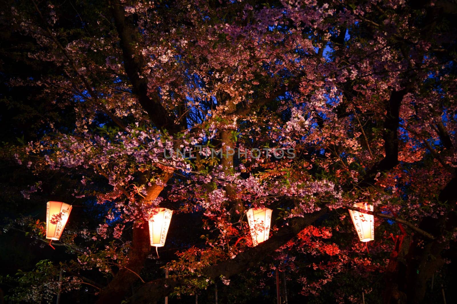 Cherry blossoms and lanterns at night. Shooting Location: Taito Ward, Tokyo