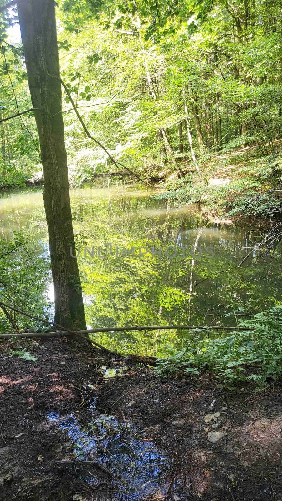 A tranquil pond nestled deep within a lush, green forest.