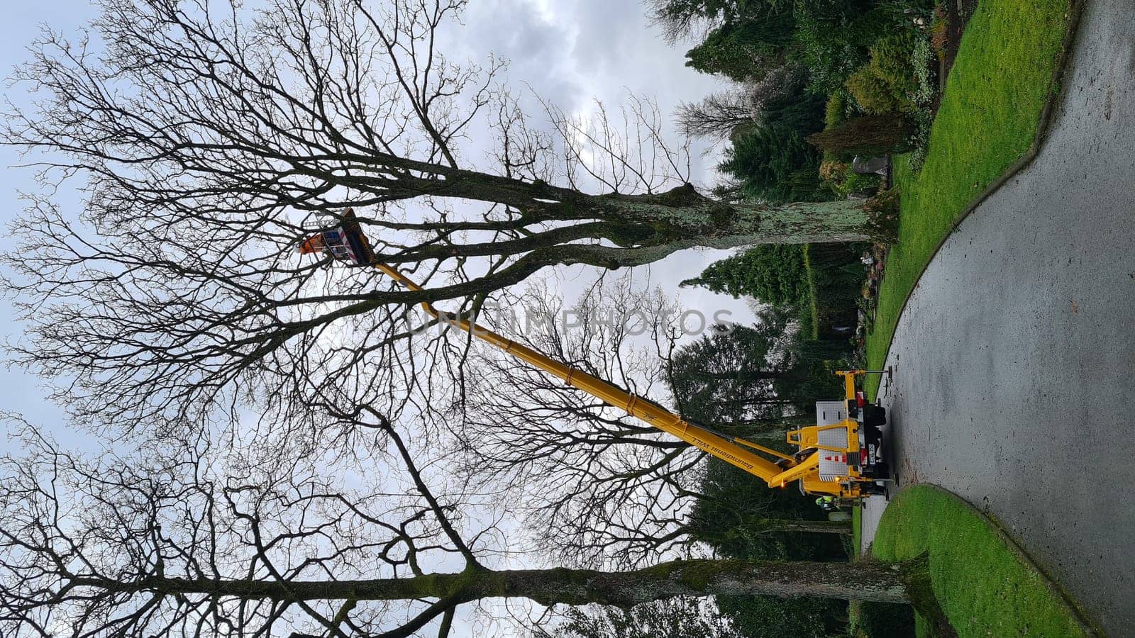 VELBERT, NRW, GERMANY - JANUARY 20, 2022: Velbert, Nrw, Germany - January 020, 2022: Forest workers during tree felling work when cutting down a tree with a cherry picker
