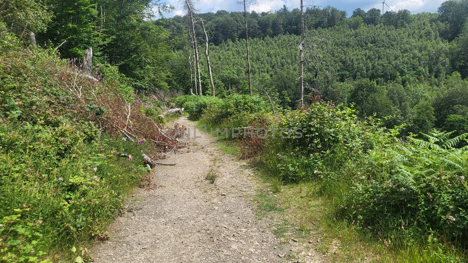 A forest landscape showcasing the contrast between old growth trees and a recently cleared area.
