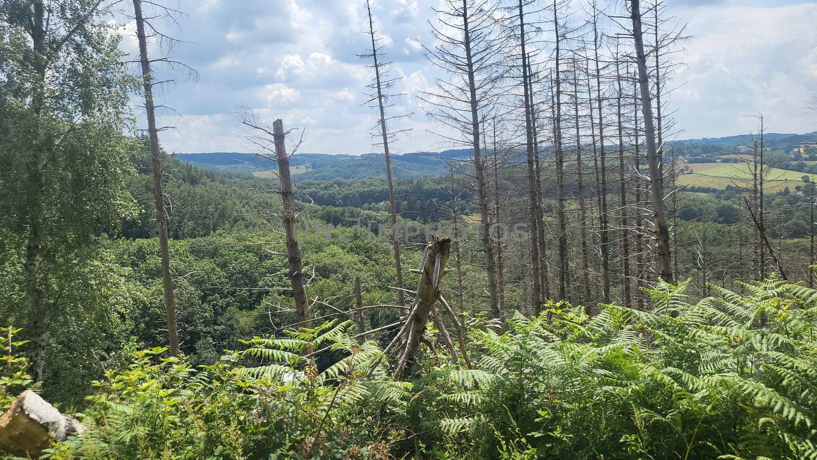 A forest landscape showcasing the contrast between old growth trees and a recently cleared area.