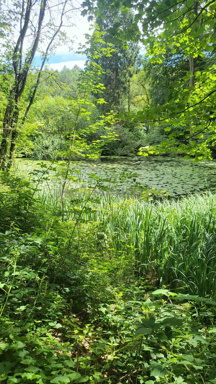 A tranquil pond nestled deep within a lush, green forest.