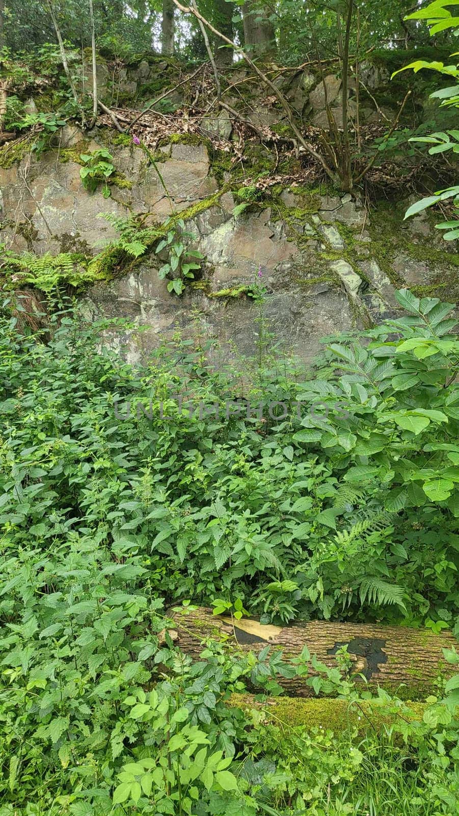 A tranquil pond nestled deep within a lush, green forest.