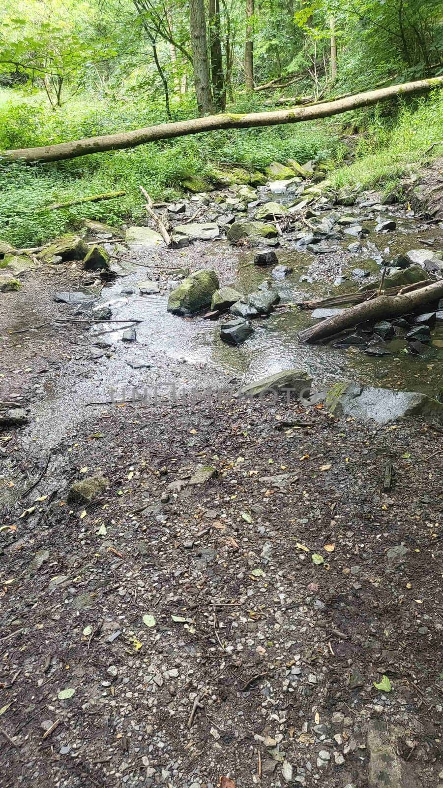 A small, serene stream winding through a lush, green forest