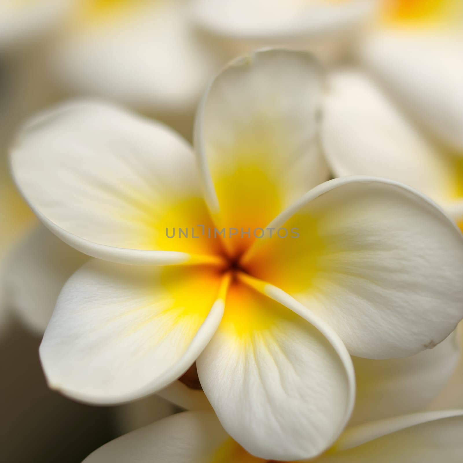 A close-up of a frangipani flower, its petals gently melting into a soft yellow-white blur, creating a serene, ethereal effect.