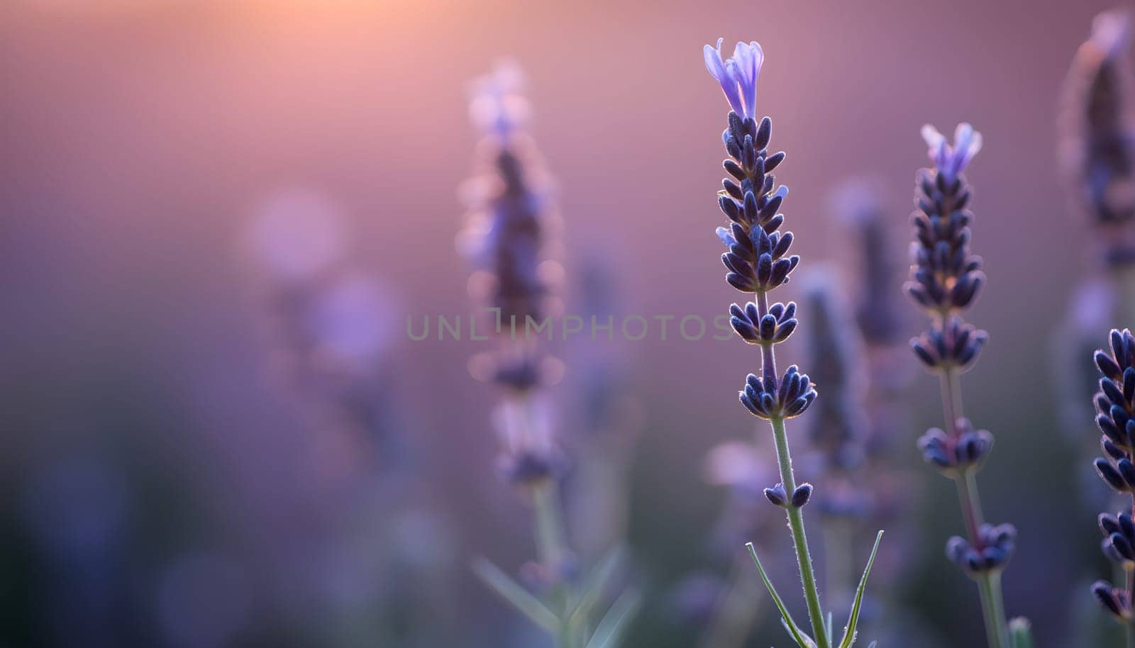 A delicate close-up of a lavender sprig, surrounded by soft pink and purple blurred light effects, creating a dreamy mood.