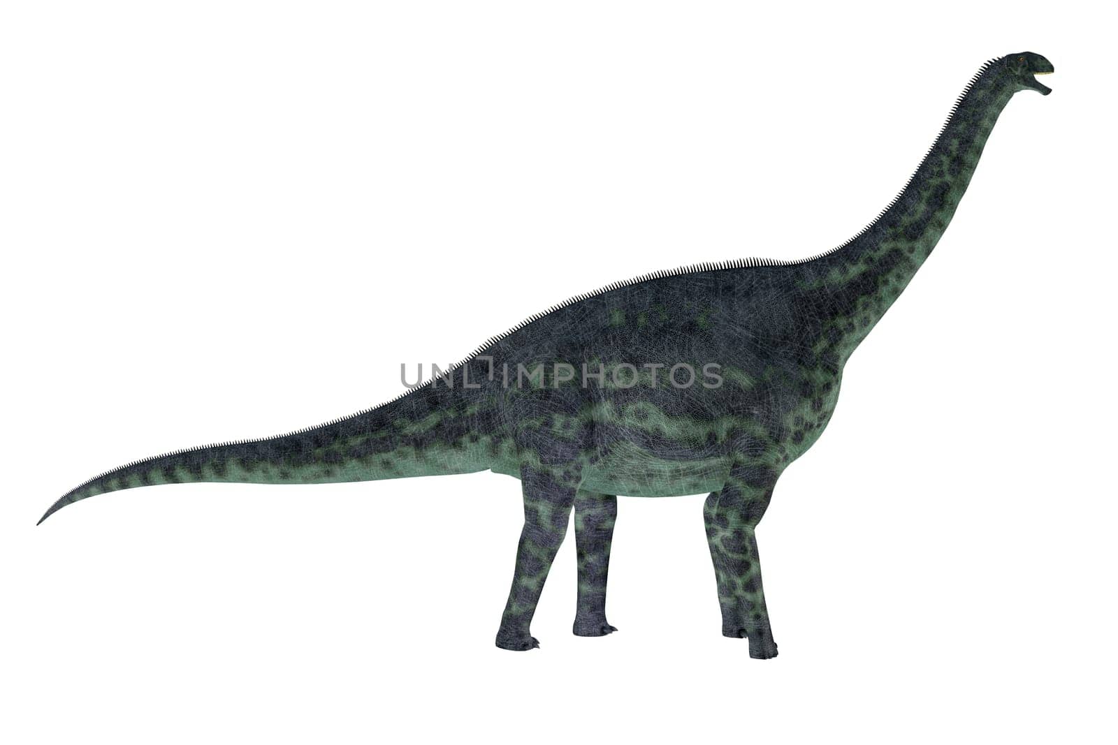 Cetiosaurus was a herbivorous sauropod Titanosaur that lived in Africa during the Jurassic Period.