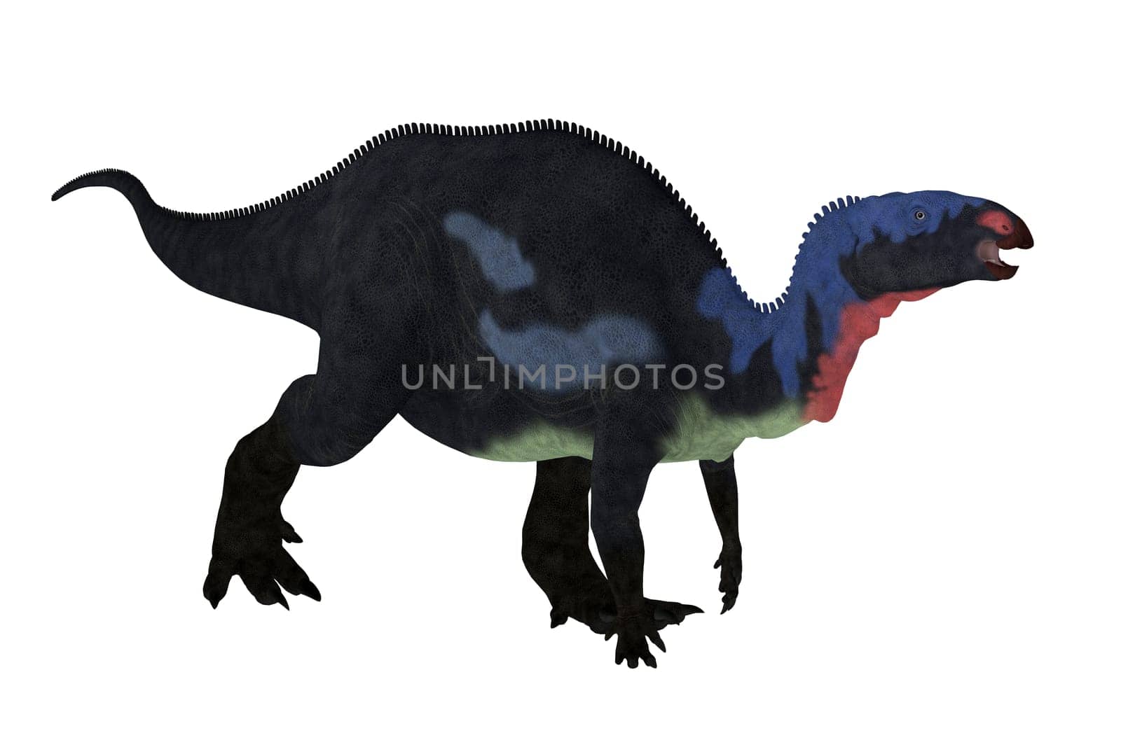 Camptosaurus is a genus of herbivorous dinosaurs from the Late Jurassic Period of western North America.