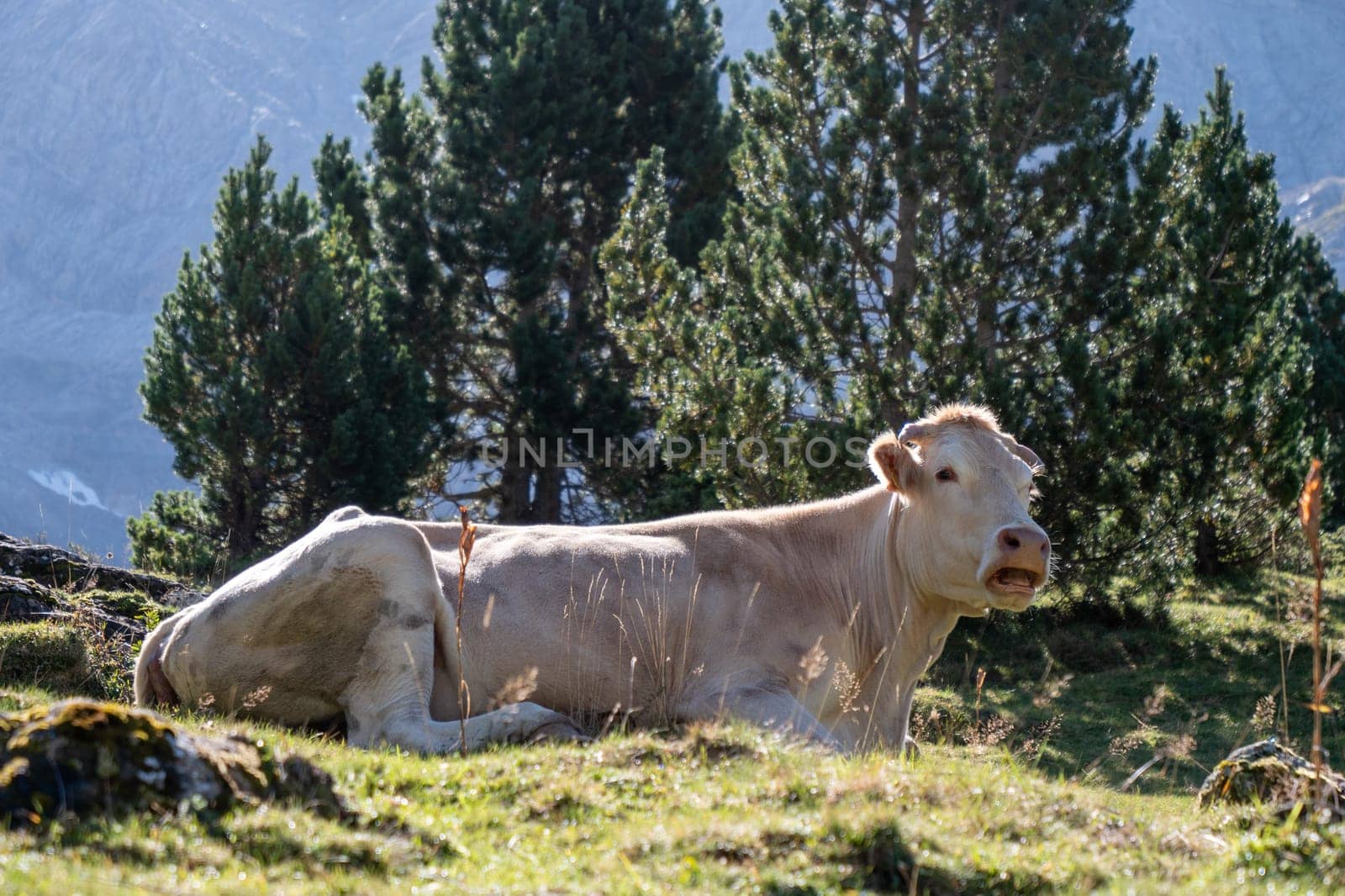 A cow is laying down in a grassy field. The cow is brown and white.