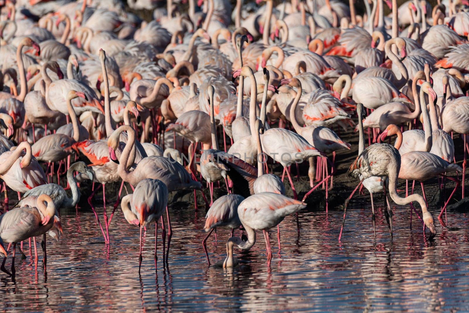 Flamingos in Tranquil Waters.Marvel at the serene scene as a group of flamingos peacefully feeds while perched on the tranquil waters of Valencia's Albufera, presenting a captivating display of avian elegance amidst the scenic beauty of the region.