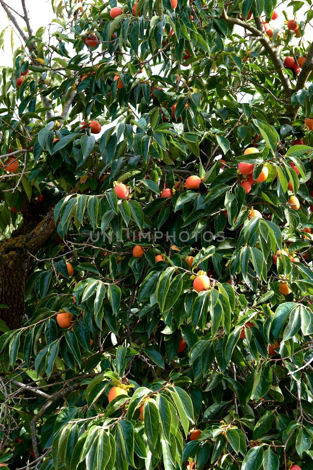 Persimmon branches full of fruit at harvest.. Green, mature, leafy, luminous, red ripe ripe orange